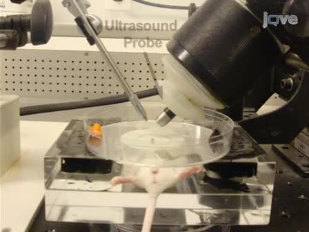 Ultrasound-Guided Microinjection into the Mouse Forebrain In Utero at E9.5