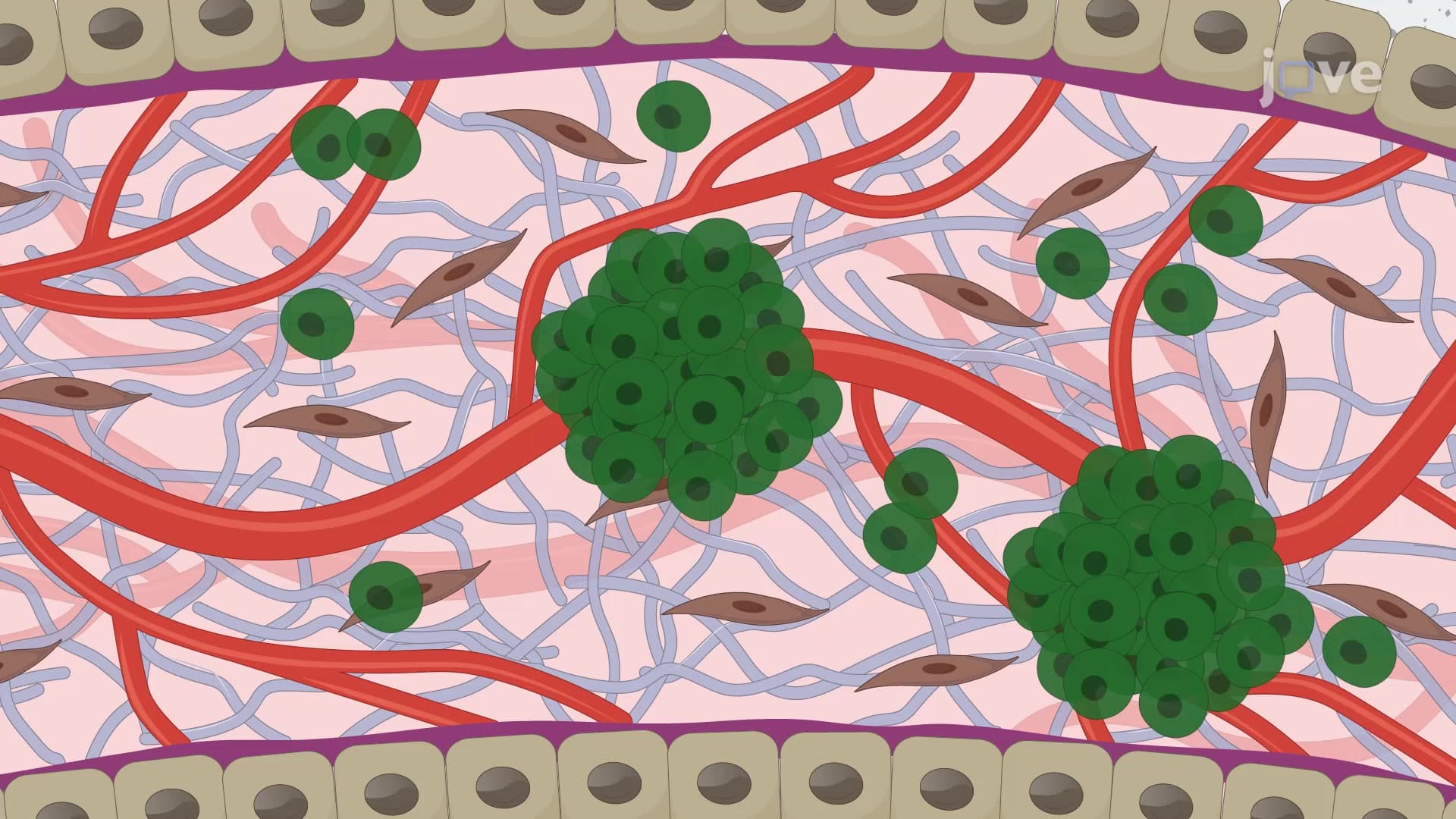 Metastatic Cancer Cell Colony Isolation from Chicken CAM: A Procedure to Isolate Cancer Cells from Shell-less Egg Cultures