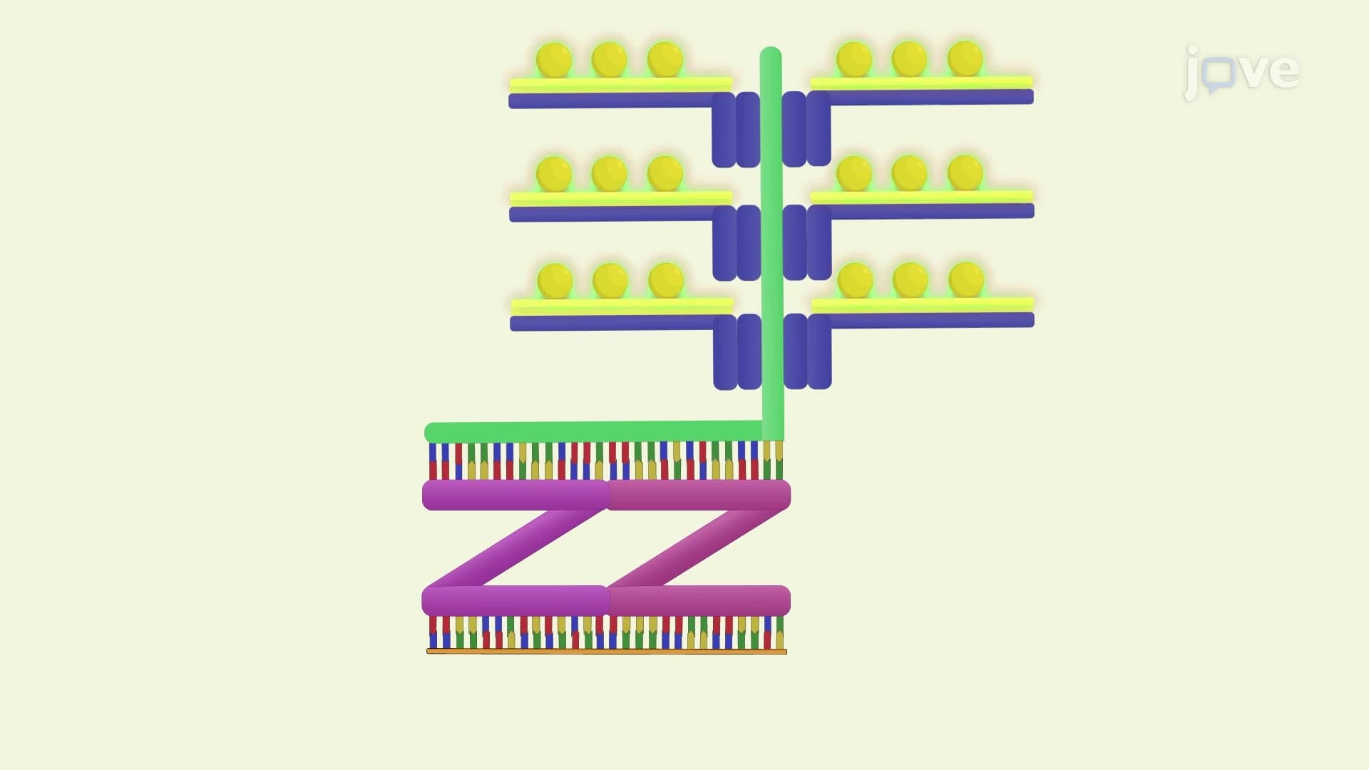 Probe Hybridization and Signal Amplification in RNA In Situ Hybridization: A Technique for Detecting Specific RNA Sequences in Tissue Sections