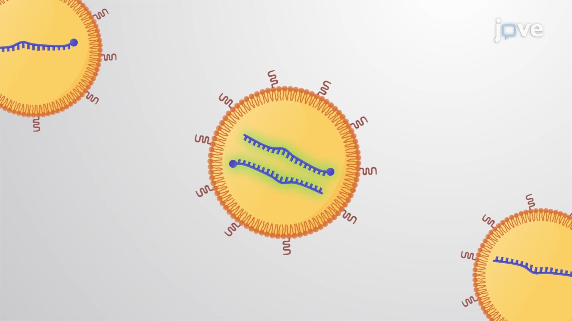 Modelling Intratumoral Treatment with miRNA Inhibitors: A Method to Analyze the Effect of miRNA Inhibitors on Tumor Growth in Murine Model