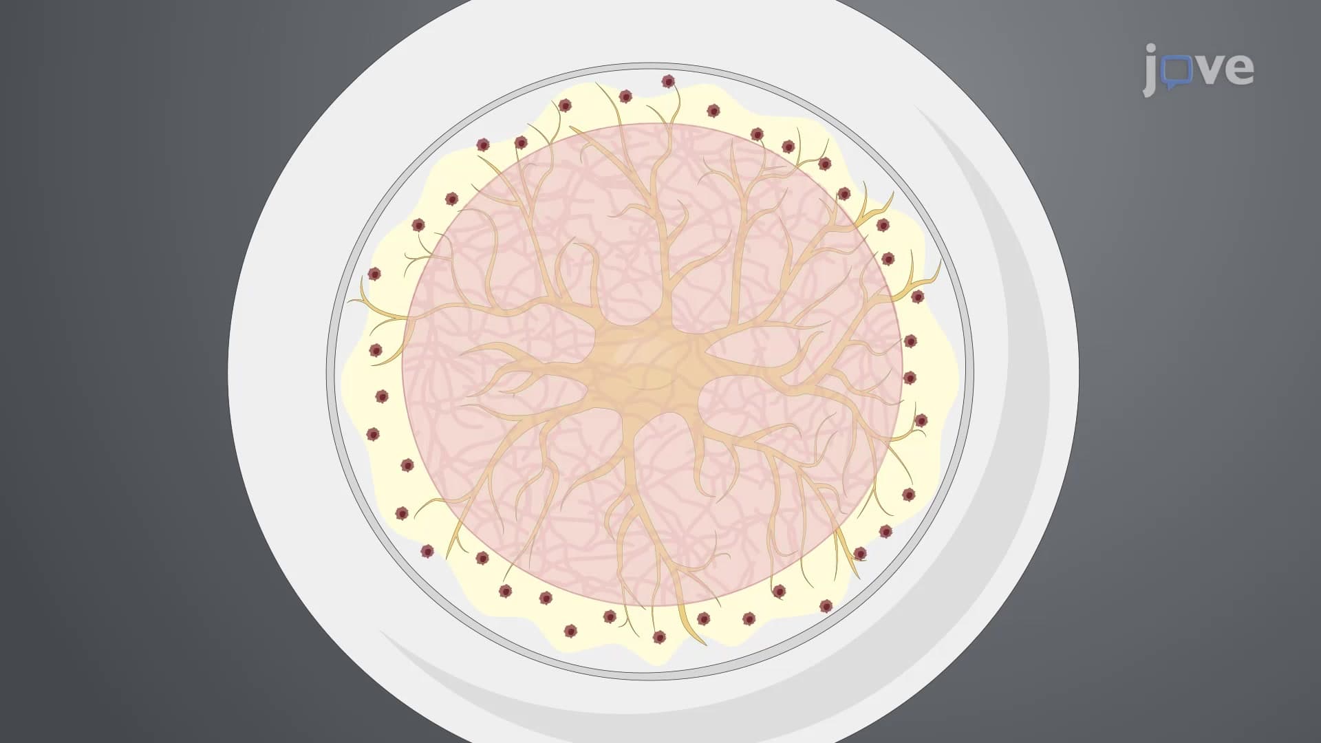 Establishing a Three-dimensional Co-culture Model of Murine Dorsal Root Ganglia and Cancer Cells: An In Vitro Model to Study Perineural Cancer Cell Invasion