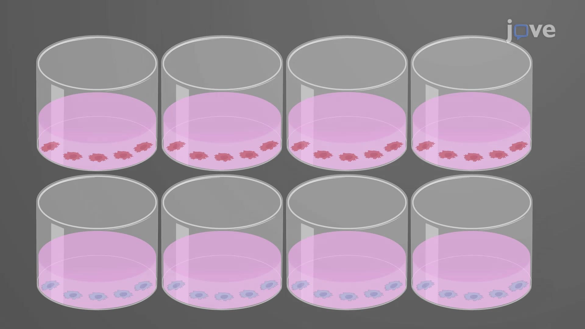 Sulforhodamine B Assay: A Sensitive Assay to Measure Drug Resistance Via Determination of Cellular Protein Content in Cancer Cells