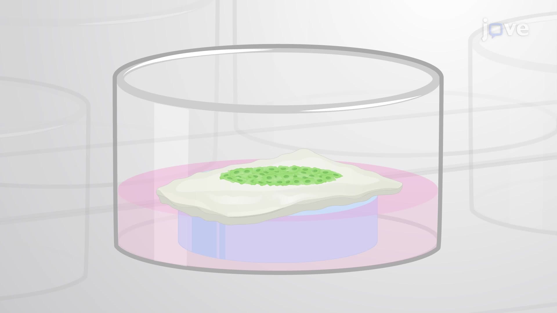 Esophageal 3D Raft Culture Model: An In Vitro Culture Technique to Generate Human Esophageal Mucosa Model