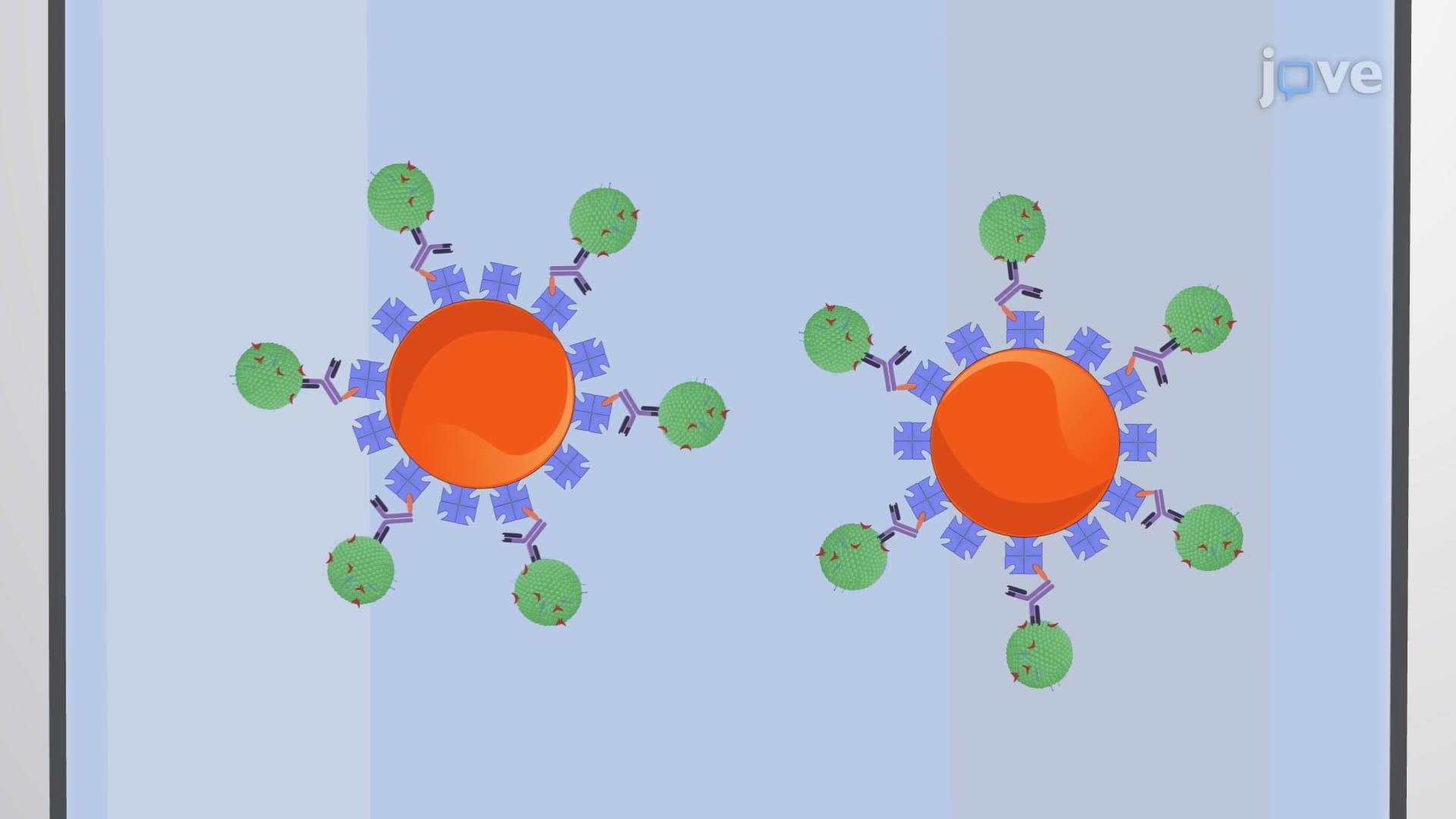 Magnetic Bead-based Exosome Extraction: A Technique to Isolate Specific Exosomes from Biofluids