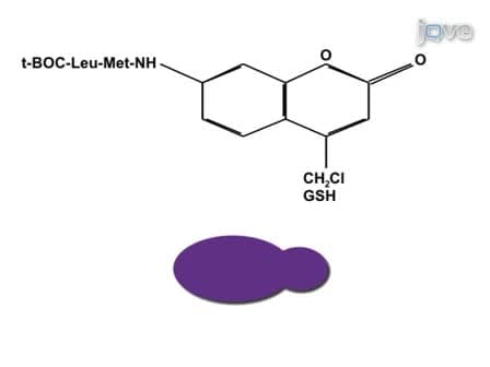 Measuring Calpain Activity in Fixed and Living Cells by Flow Cytometry