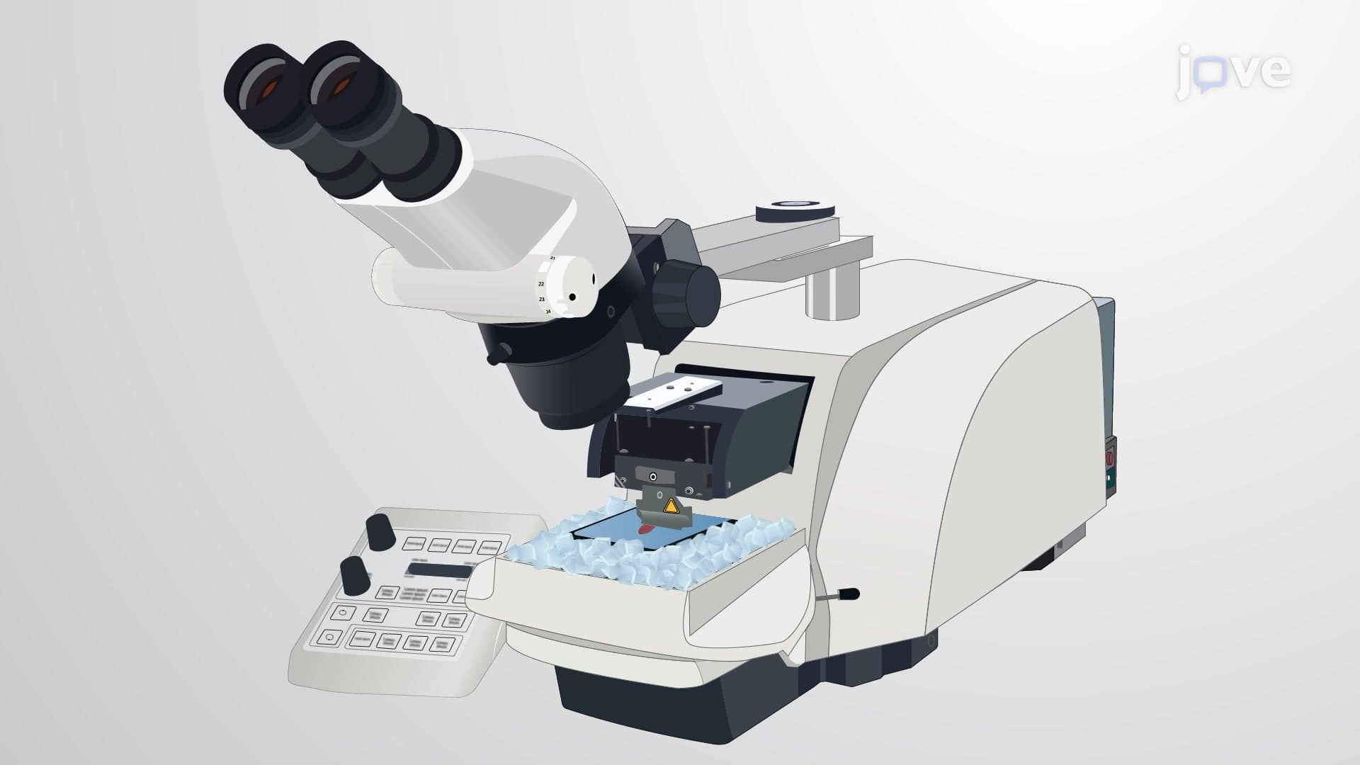Vibratome Sectioning of Whole Murine Kidney: A Technique to Generate Thin Sections of Murine Kidney