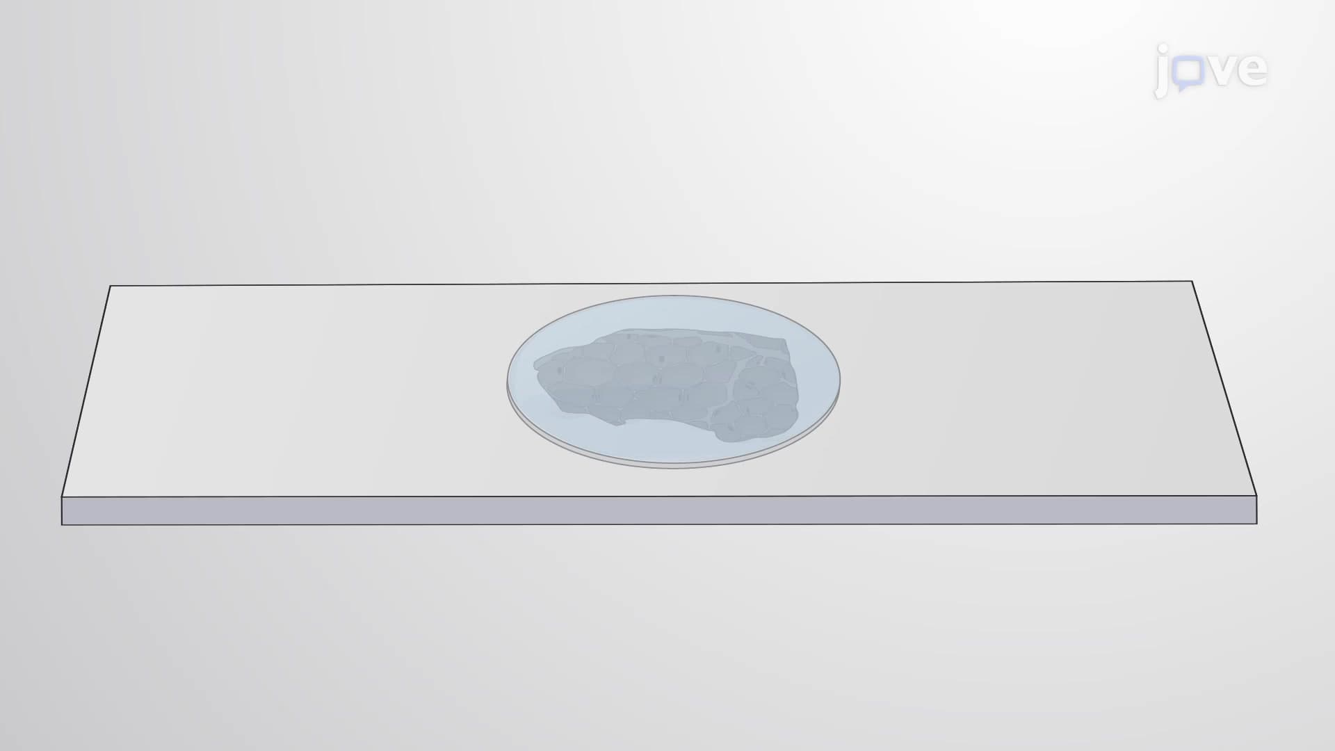Extracellular DNA Staining: A Method to Identify Extracellular DNA in FFPE Tissue Sections