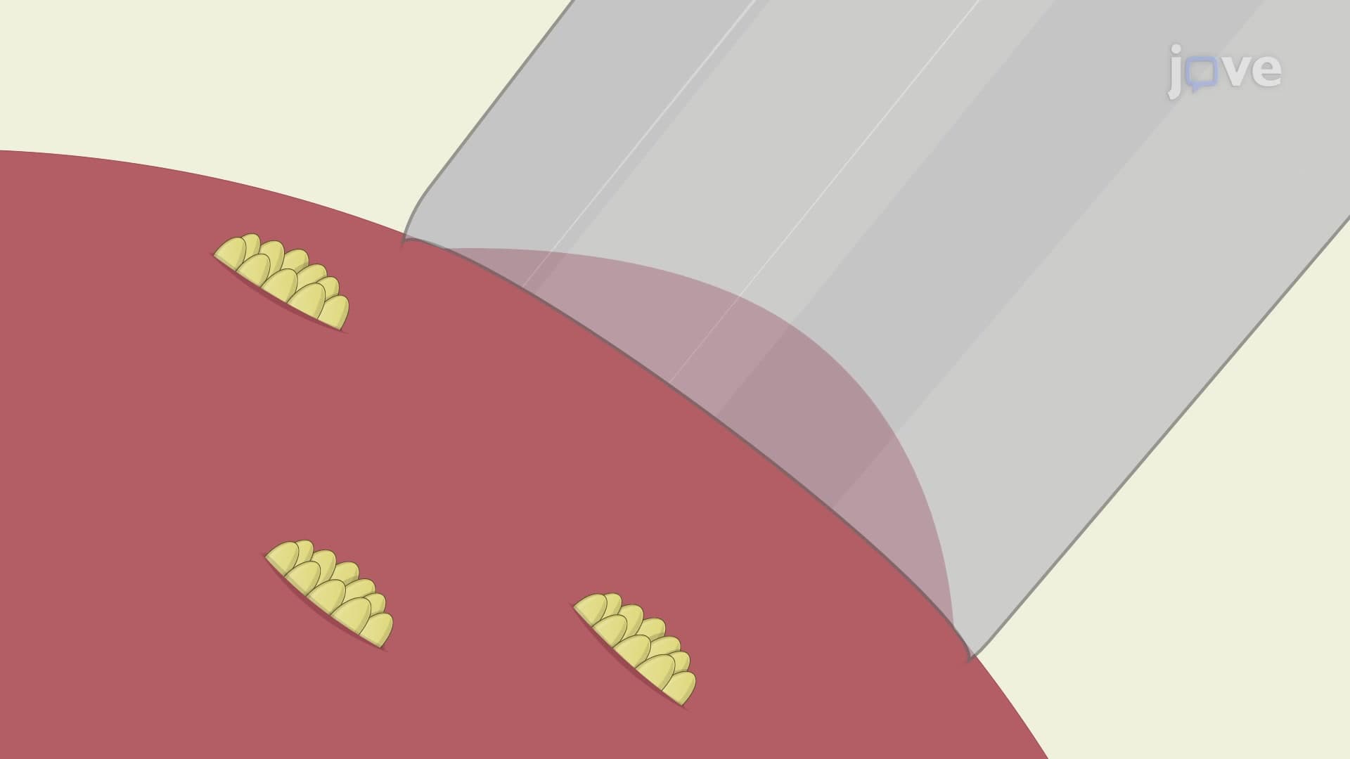 Amphotericin-B Mediated Perforated Patch-Clamp Analysis: An Electrophysiological Technique to Study Ionic Currents in Urinary Bladder Cells