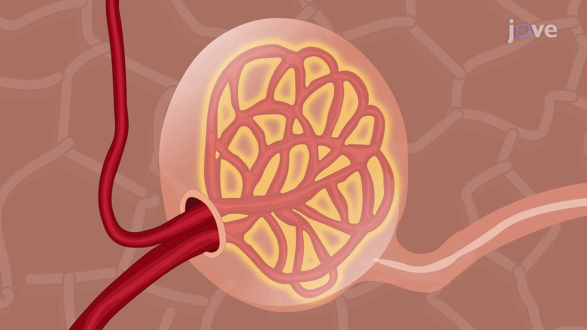Glomeruli Isolation: A Technique to Obtain Intact Glomeruli from Murine Kidney