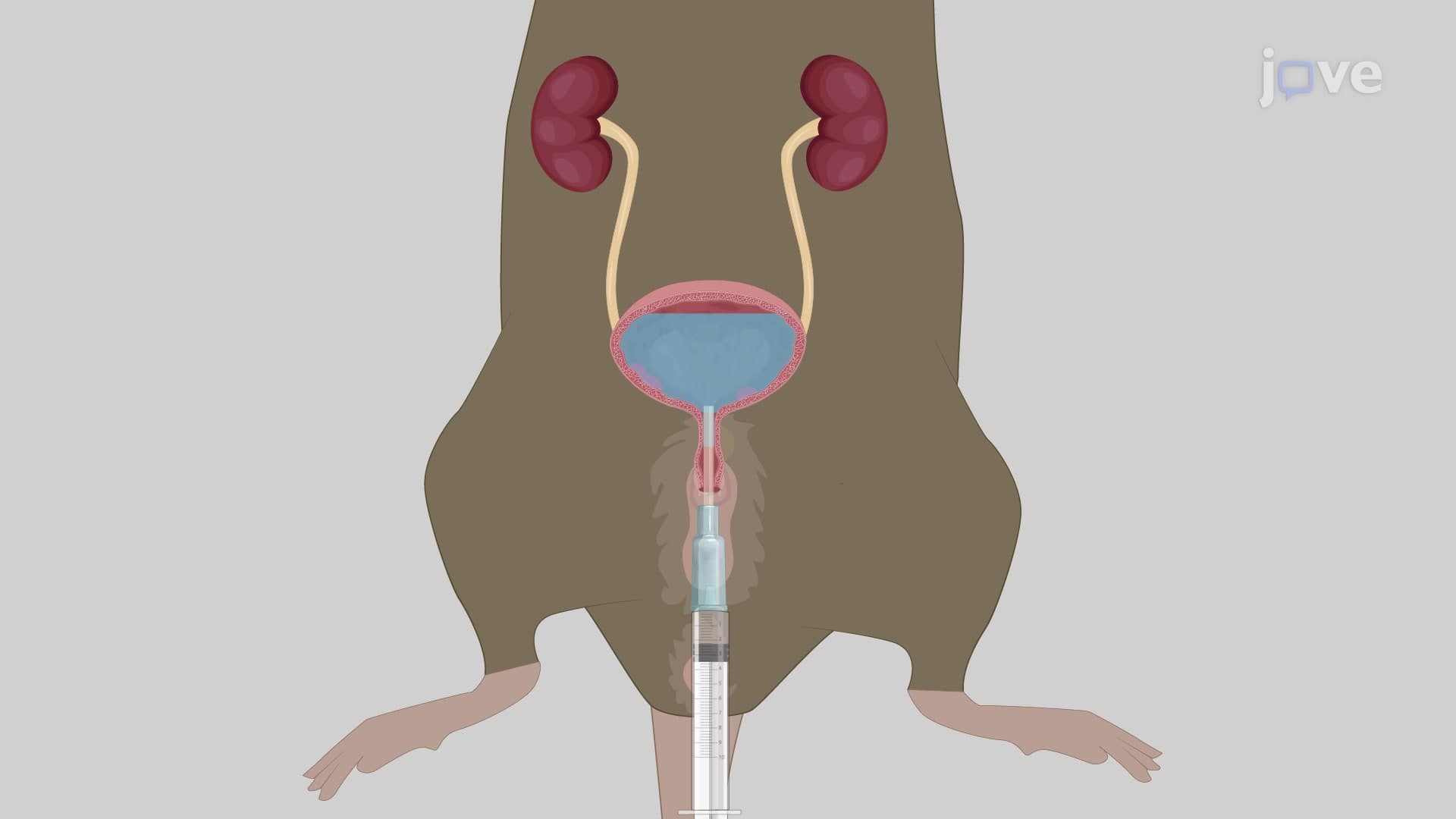 Urine Depletion and Bladder Rinsing in Mouse Model: A Catheter-based Procedure to Empty and Wash Murine Urinary Bladder