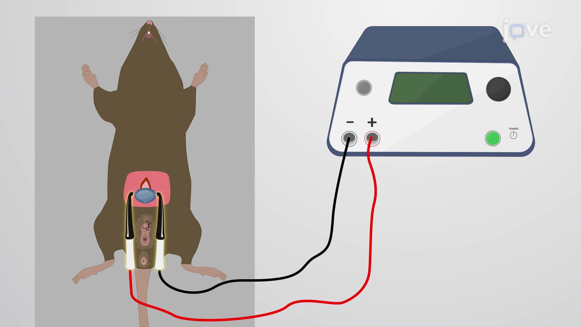 Delivery of DNA Plasmids into Urothelium of Mouse Bladder: An Electroporation-based Procedure to Efficiently Deliver DNA Plasmids into Urothelial Cells of Murine Bladder to Generate Genetically Engineered Models