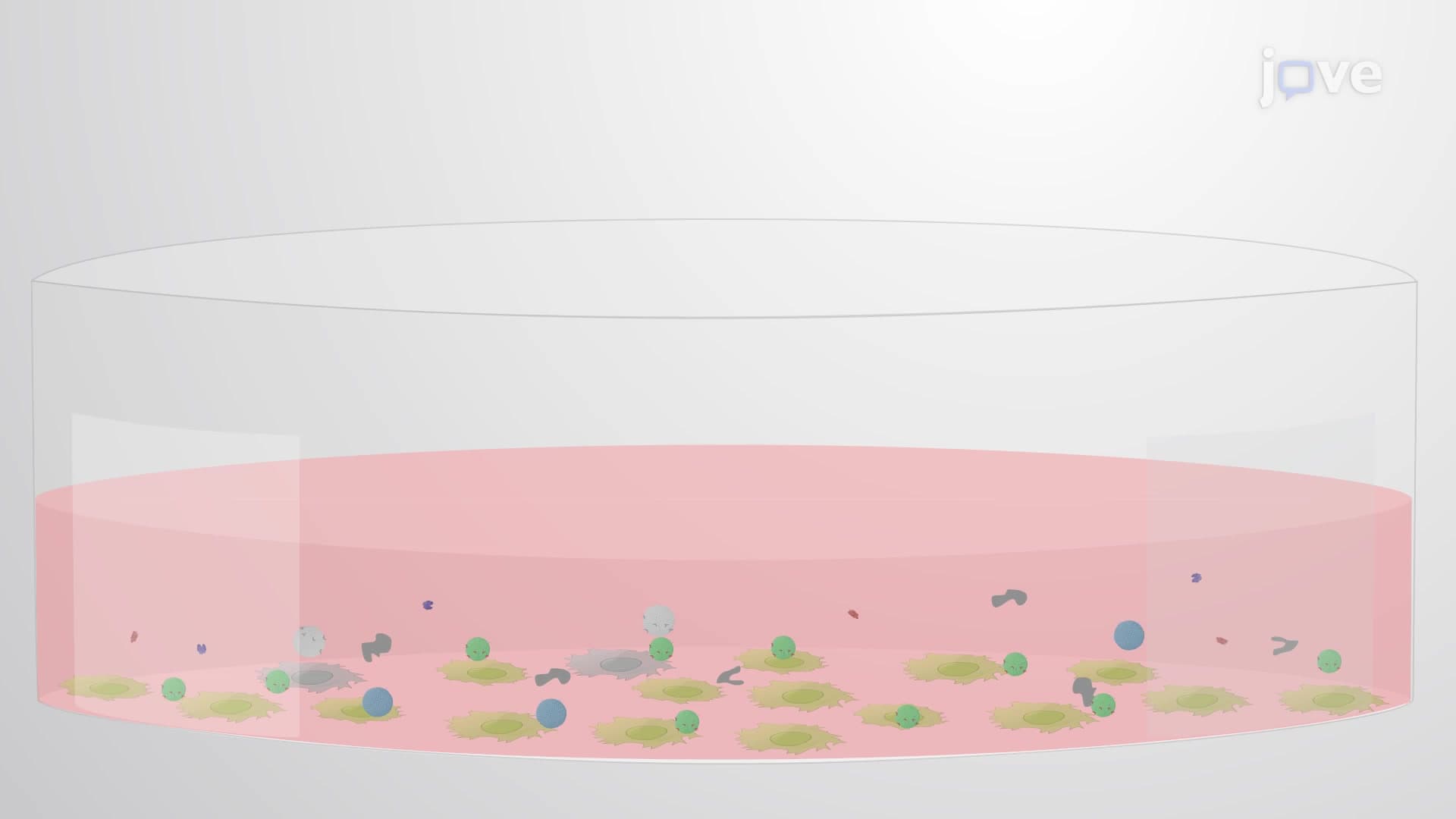 Exosome Isolation: A Density-based Ultracentrifugation Technique Using Sucrose Cushion to Separate Exosomes from Conditioned Media of Cultured Cells