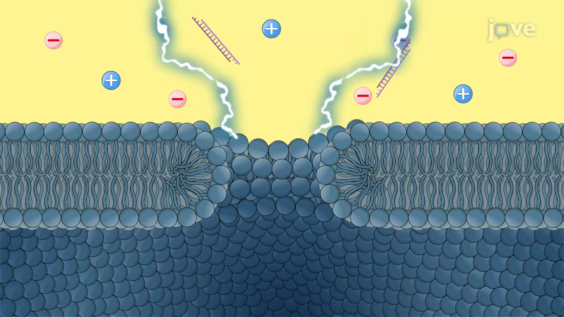 siRNA Encapsulation into Exosomes Using Electroporation: An Electric Pulse Based Technique to Load siRNA into Exosomes