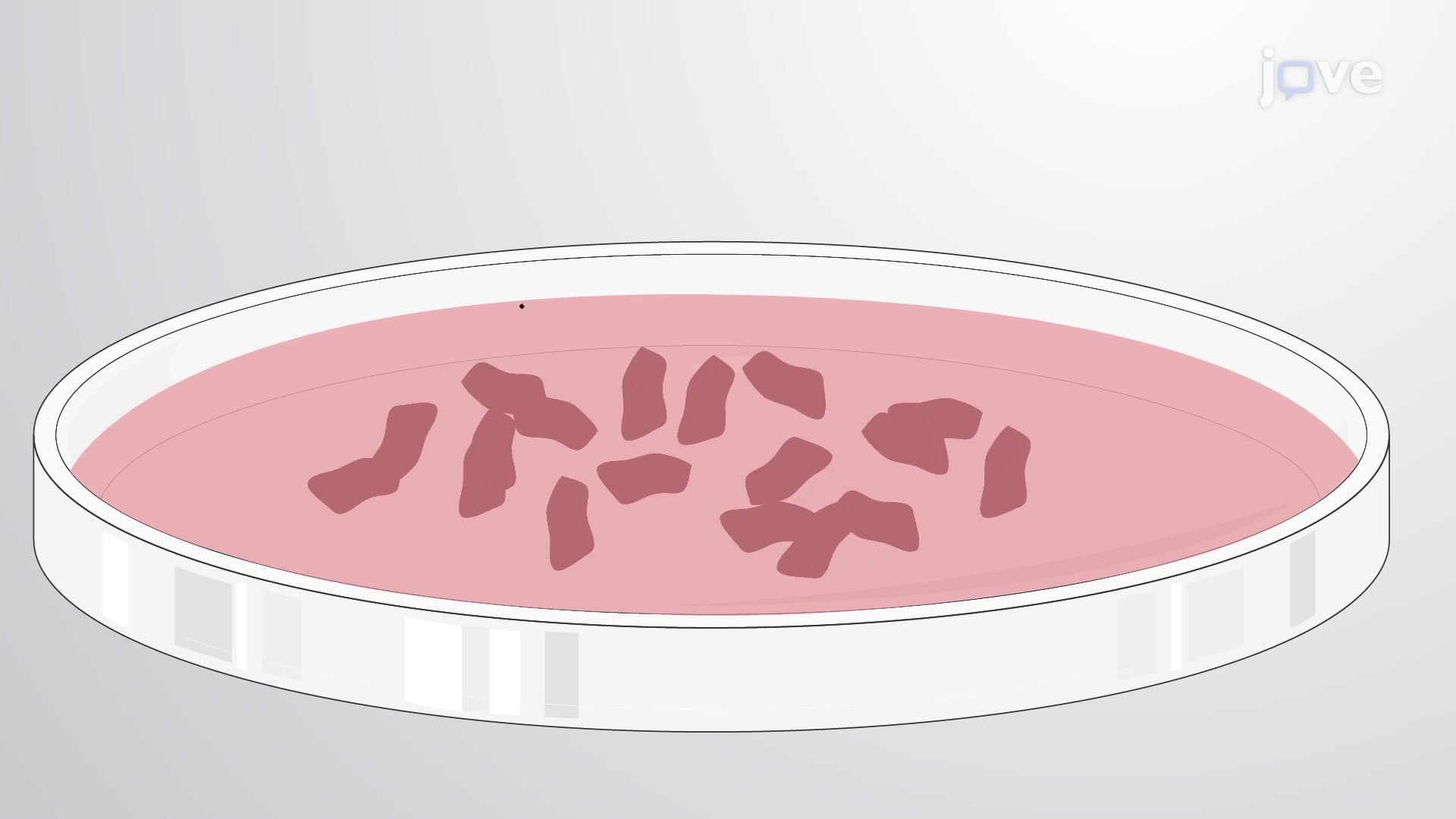 Murine Renal Cell Isolation: A Technique to Isolate and Generate Primary Culture of Renal Tubular Epithelial Cells