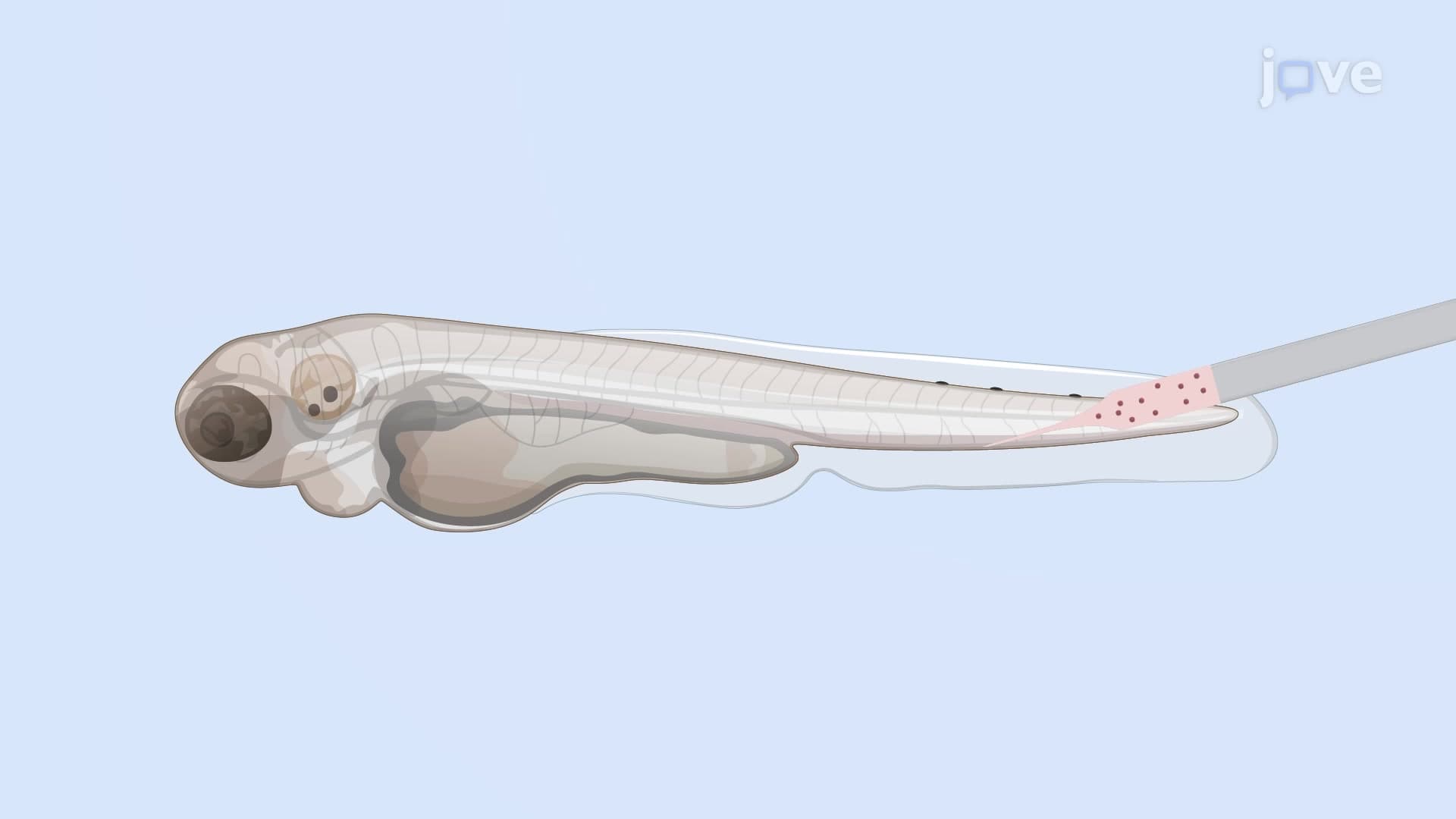 Intravenous Microinjection of Nephrotoxins into Zebrafish Embryo: A Technique to Deliver Nephrotoxic Agents into the Bloodstream of Zebrafish Embryo
