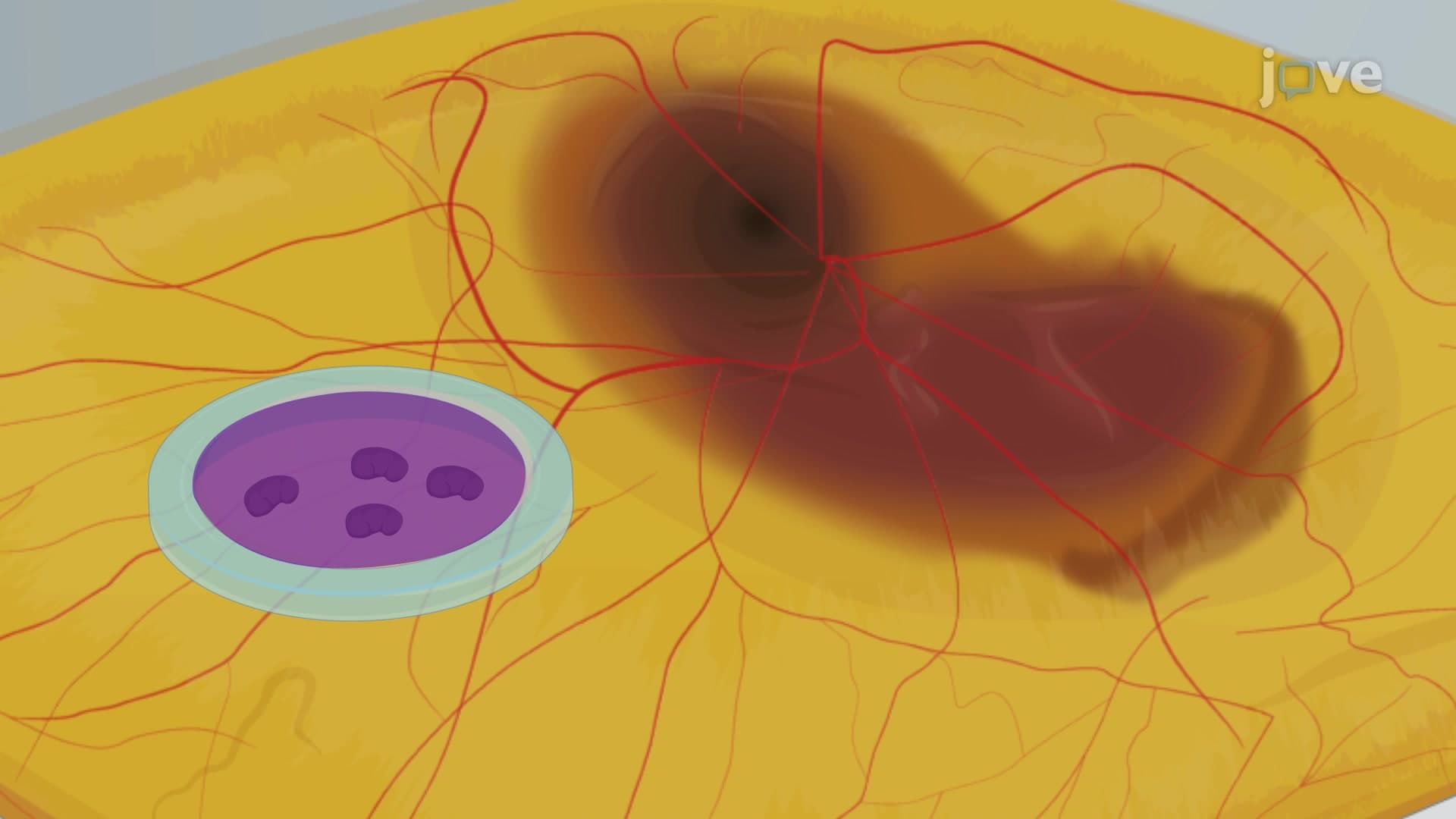 Renal Organotypic Culture on Chicken CAM: A Technique for Transplantation of Murine Kidney Explants on Chicken CAM to Induce Formation of Renal Vascular Architecture