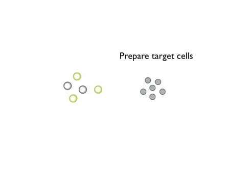 Visualizing Cell-to-cell Transfer of HIV using Fluorescent Clones of HIV and Live Confocal Microscopy