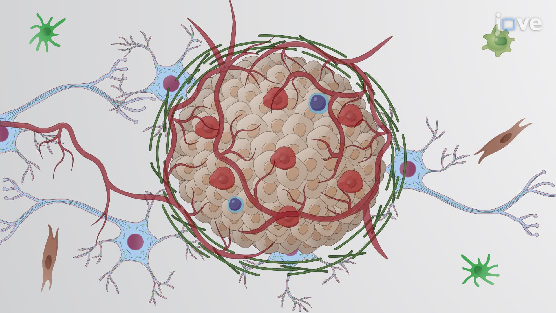 Luciferase-tagged Glioma Stem Cell Model: A Lentivirus-mediated Method to Prepare Luciferase-tagged Glioma Stem Cells for In Vitro Therapeutic Studies