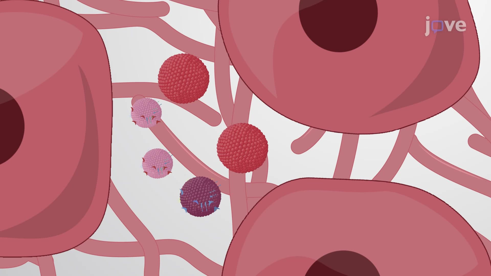 Extracellular Vesicle Extraction: A Technique to Isolate Extracellular Vesicles from Whole Tissue Specimens Using Differential Centrifugation