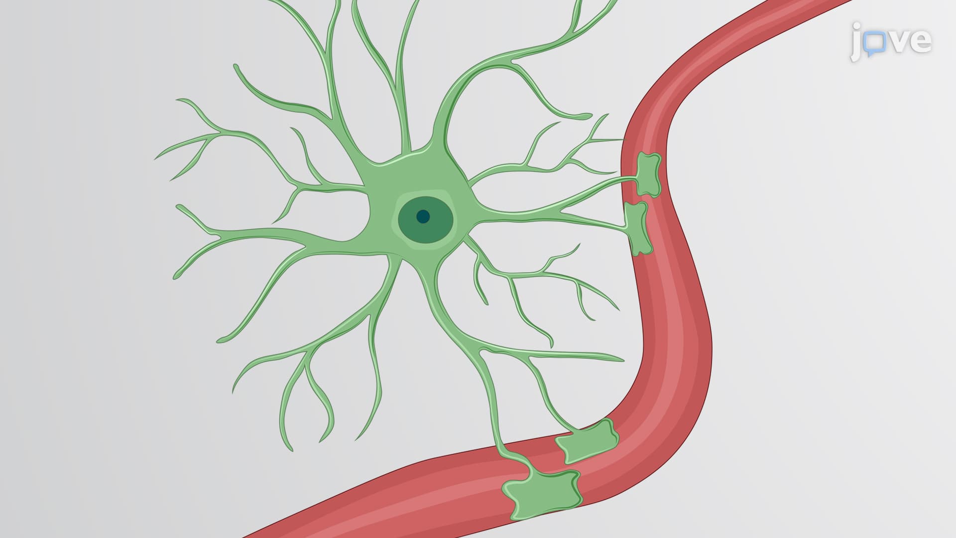 Astrocyte Isolation: A Method to Obtain Pure Preparation of Mouse Cortical Astrocytes