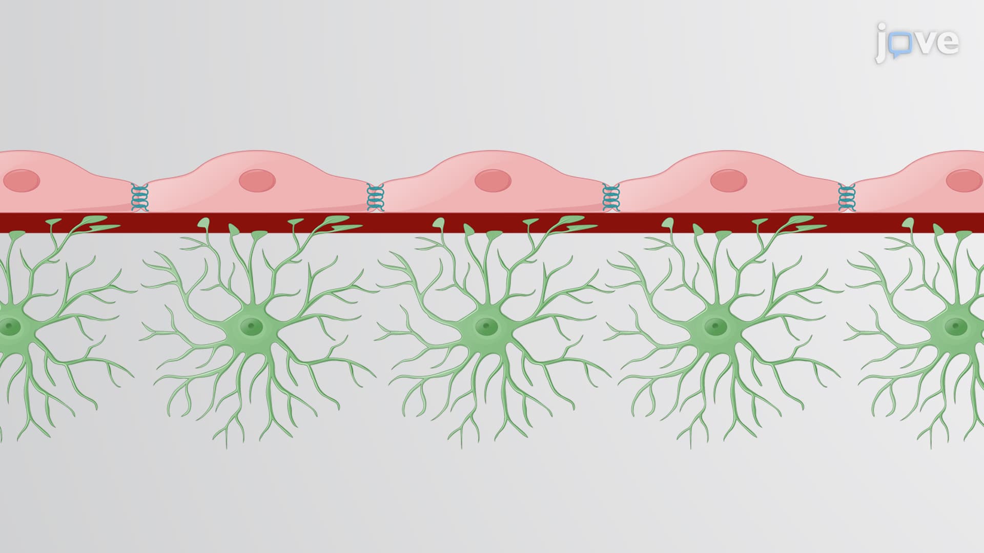 Blood-Brain Tumor Barrier or BBTB Model: An Adaption of the Blood-Brain Barrier or BBB Model to Evaluate Delivery of Therapeutics to the Tumor