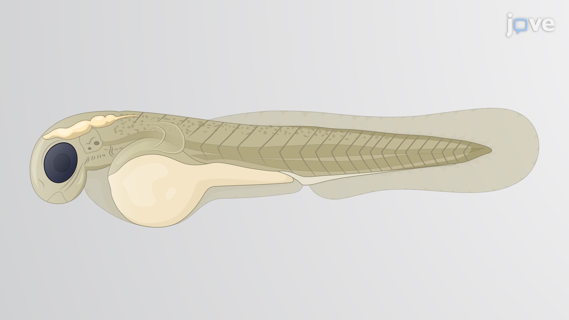 Brain Cell Isolation from Zebrafish Larvae: A Technique to Obtain Intact Neurons, Macrophages, and Microglia from Zebrafish Brain Tissue
