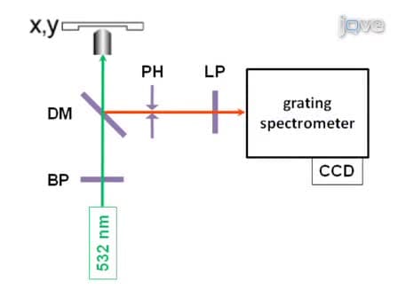 Label-free <em>in situ</em> Imaging of Lignification in Plant Cell Walls