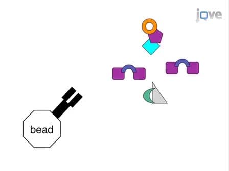 IP-FCM: Immunoprecipitation Detected by Flow Cytometry
