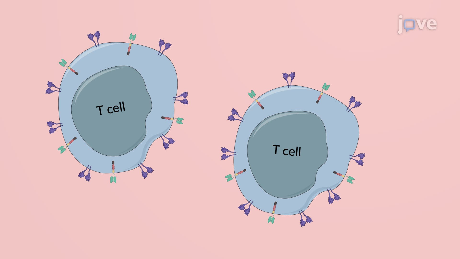 Repetitive Tumor Challenge Assay: An In Vitro Culture Assay to Evaluate Chimeric Antigen Receptor (CAR) T Cells for Repetitive Tumor Killing Potential