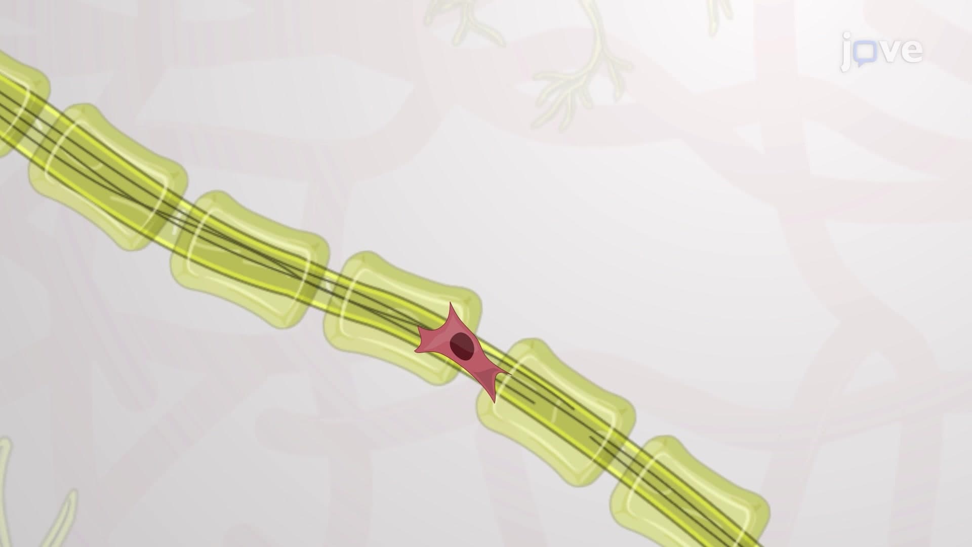 Co-Culturing Glioblastoma Cells on Patterned Neurons: A Technique to Monitor the Migration of Glioblastoma Cells on Rat Hippocampal Neurons In Vitro