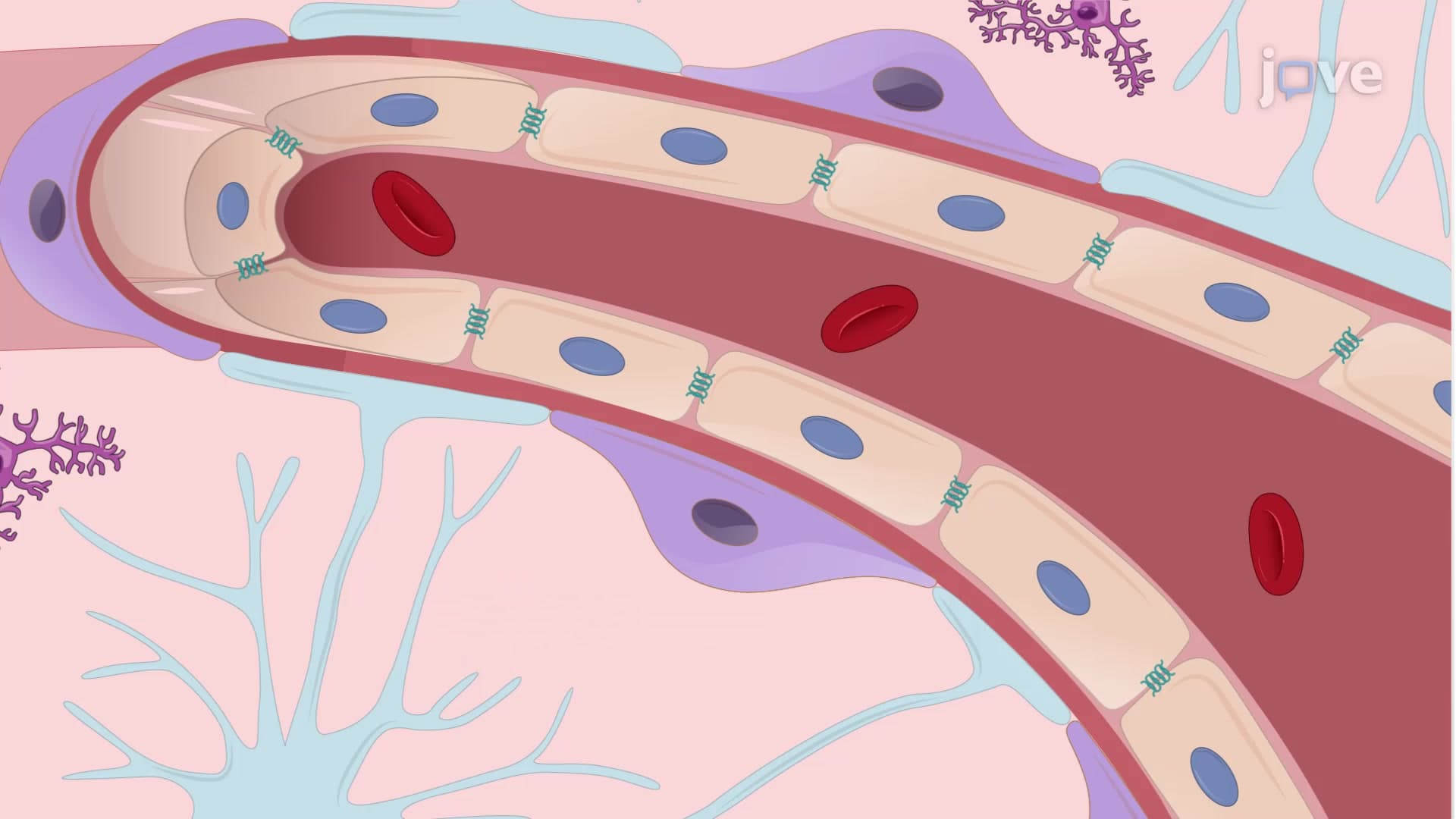 Isolation and Culture of Primary Brain Pericytes: A Procedure to Isolate and Culture Pericytes from Bovine Brain Capillaries Without Endothelial Cell Contamination