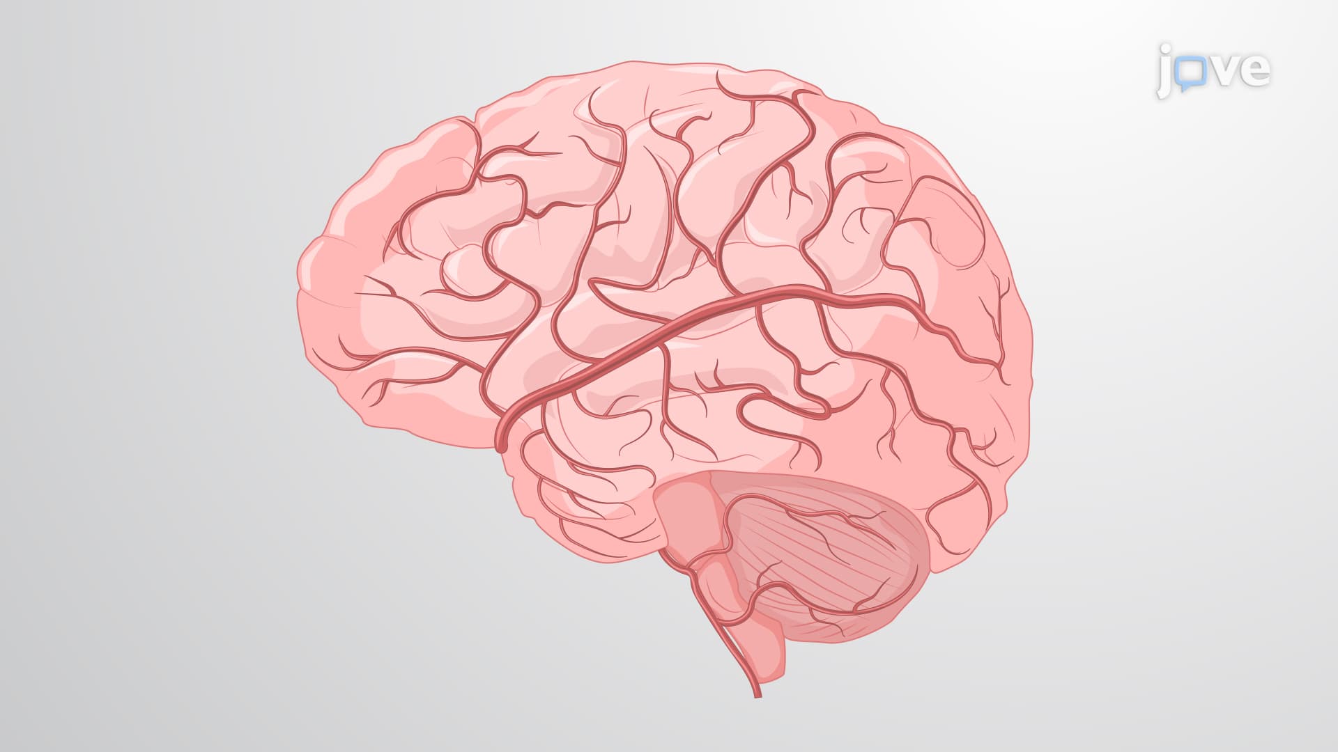 Isolation of Cerebral Capillaries from Human Brain: An Optimized Method to Extract Cerebral Capillaries from Human Brain Tissue