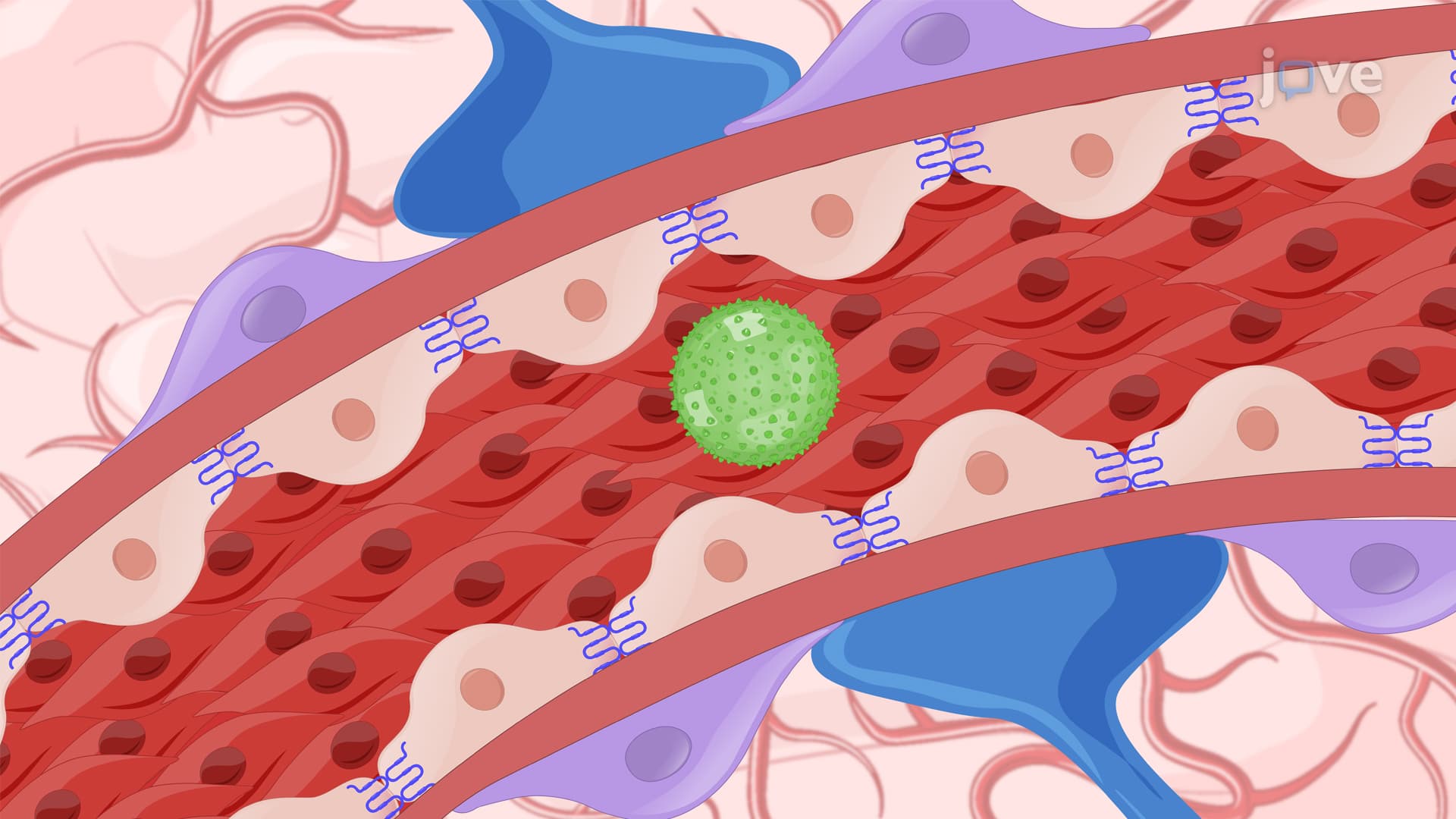 Focus Ultrasound Based Microbubble Mediated Blood-Brain Barrier Opening: A Technique to Create Localized Transient Openings in Blood-Brain Barrier of Mouse by Sonoporation