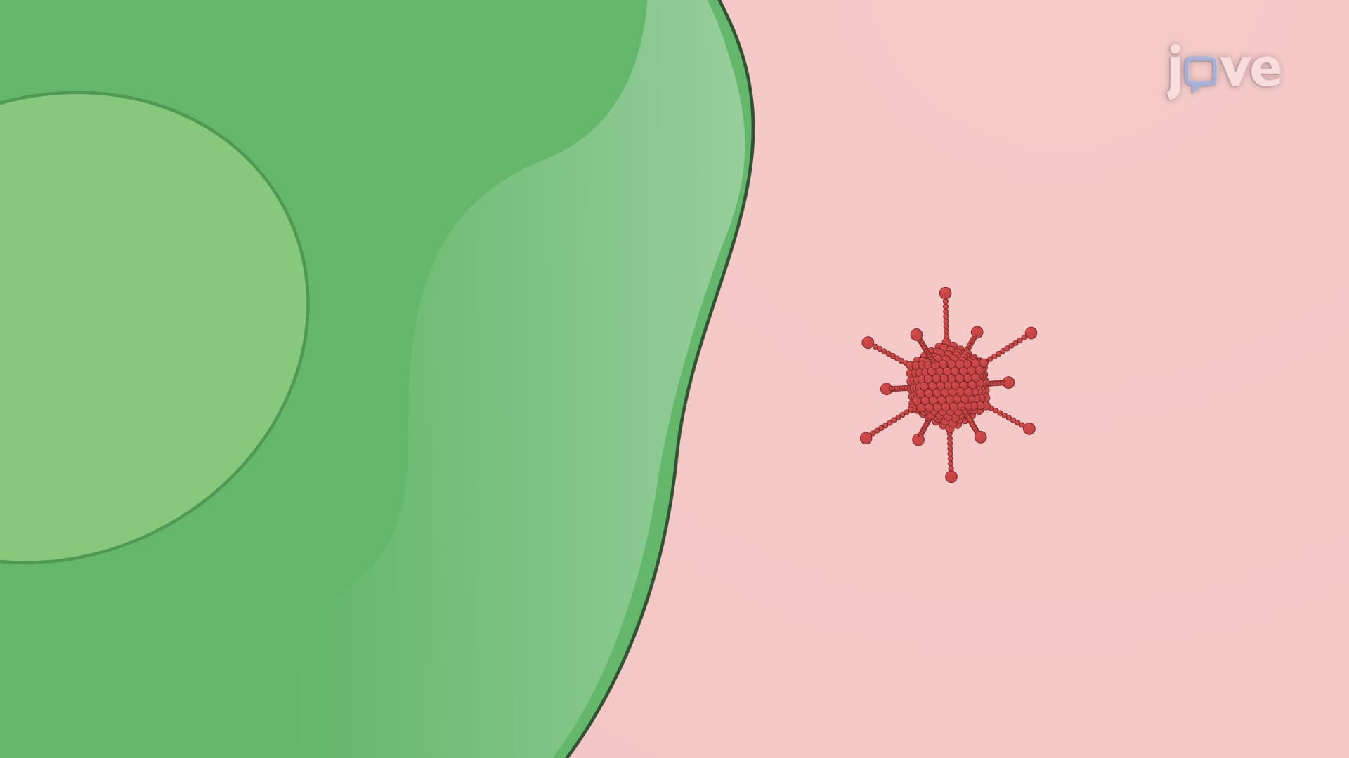 Intranasal Delivery of Therapeutic Neural Stem Cells (NSCs) in Murine Model: A Procedure for Tumor-targeted Delivery of Oncolytic Virus Loaded NSCs into Brain Tumor Bearing Mouse Model