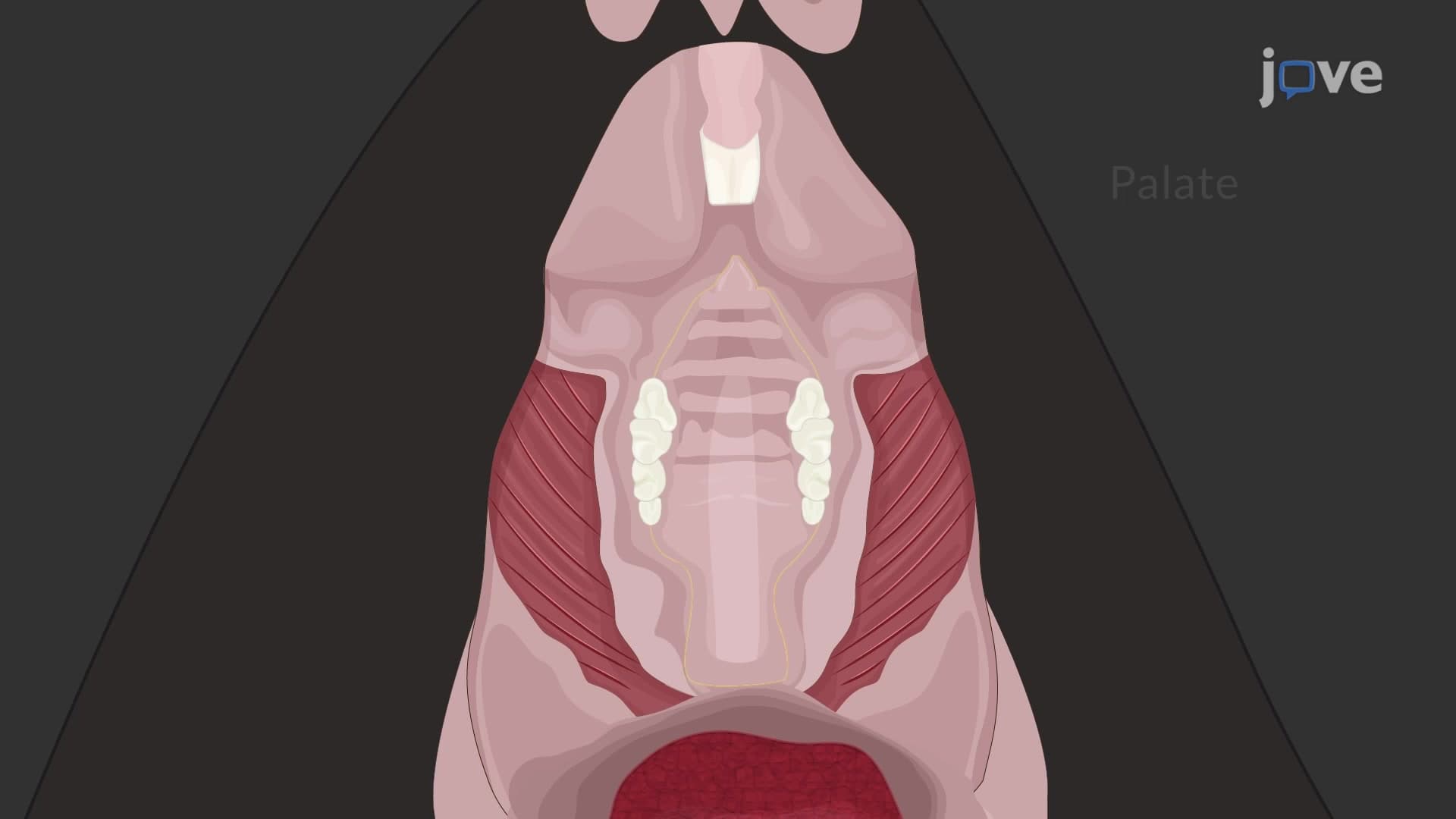 Dissection of Palate Tissue from Adult Murine Model: A Surgical Procedure to Harvest Hard Palate and Soft Palate from Oral Cavity of Adult Mouse
