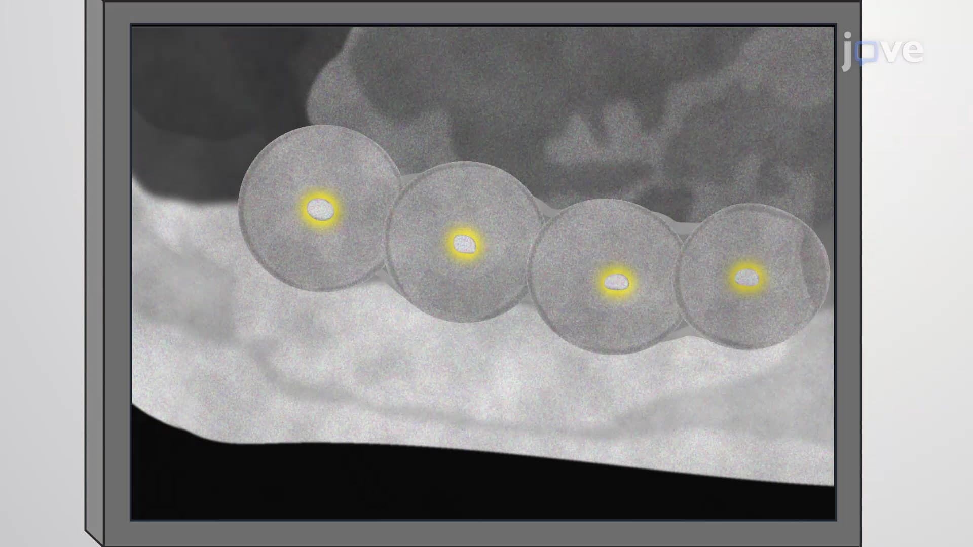 High-frequency Ultrasonography Based Early Pregnancy Characterization: A Technique to Study Embryo Implantation and Pregnancy Progression in Pregnant Murine Model