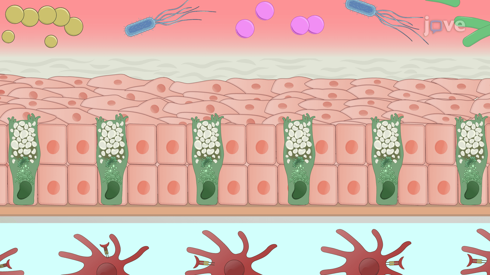 Swab-based Conjunctival Commensal Bacteria Isolation: A Technique to Isolate Commensal Bacteria from Conjunctiva of Murine Model
