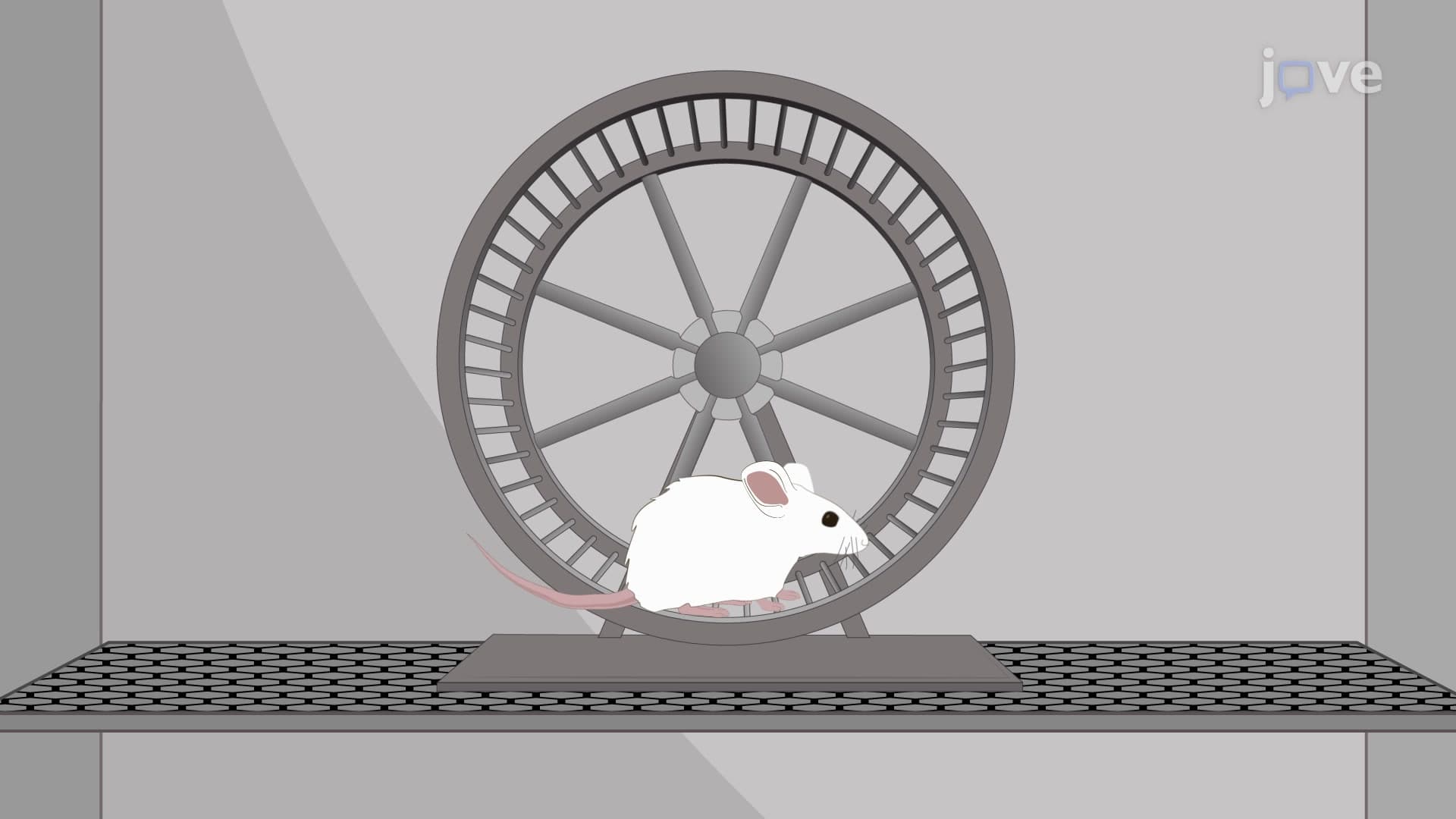 Exertional Heat Stroke Mouse Model: A Protocol to Study Mechanisms Underlying Exertional Heat Stroke