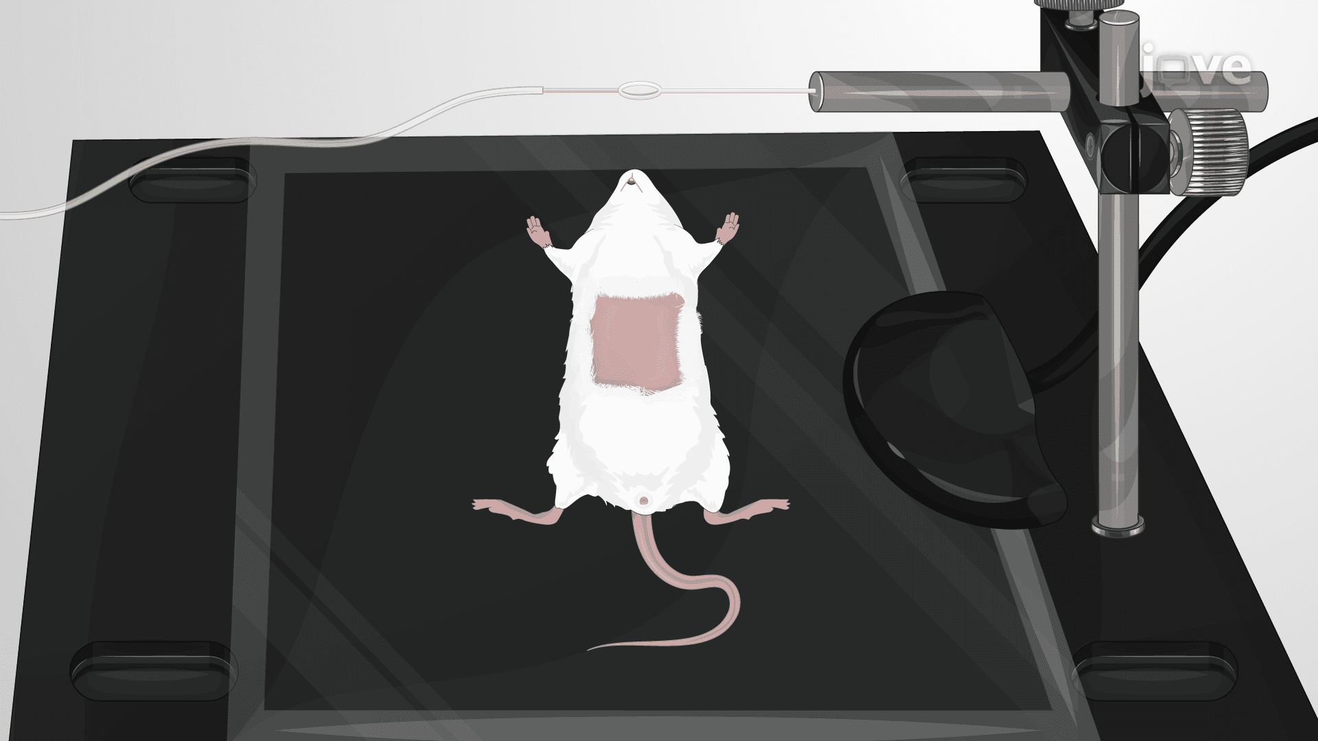 Imaging Fixture Supported Mouse Liver Staging for Multiphoton Microscopy Based Vascular Visualization: A Stabilization Device-assisted Imaging Technique to Obtain Multi-dimensional Images of Blood Vessels in Mouse Liver