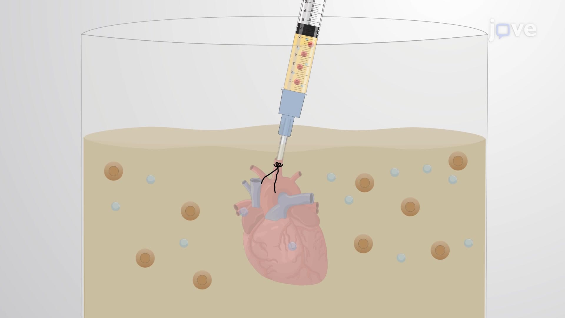 Langendorff Retrograde Heart Perfusion: An Ex Vivo Technique to Perfuse Isolated Mouse Heart