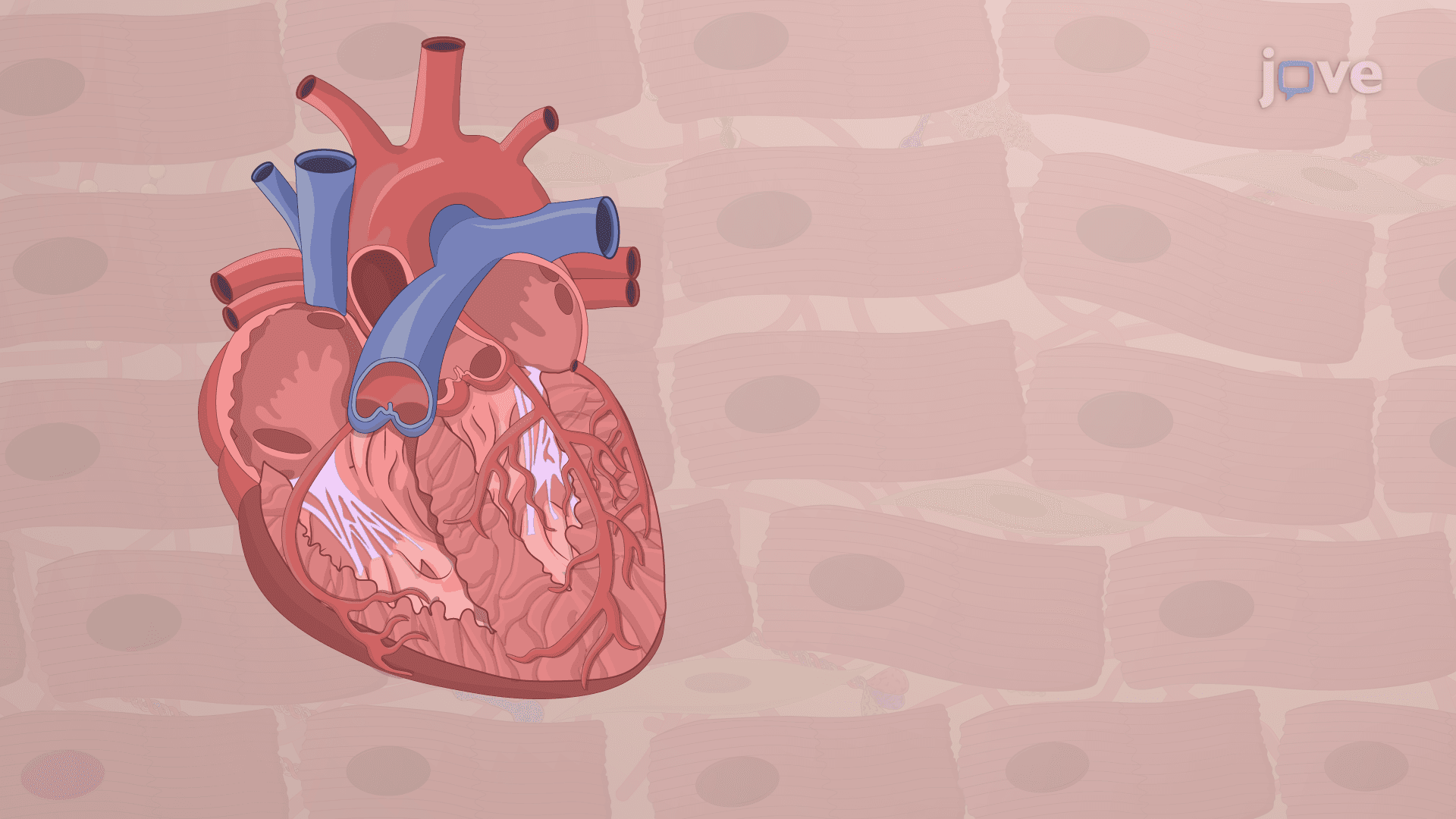 Surgical Aortic Debanding: A Procedure to Study Left Ventricular Reverse Remodeling in Murine Model of Aortic Constriction