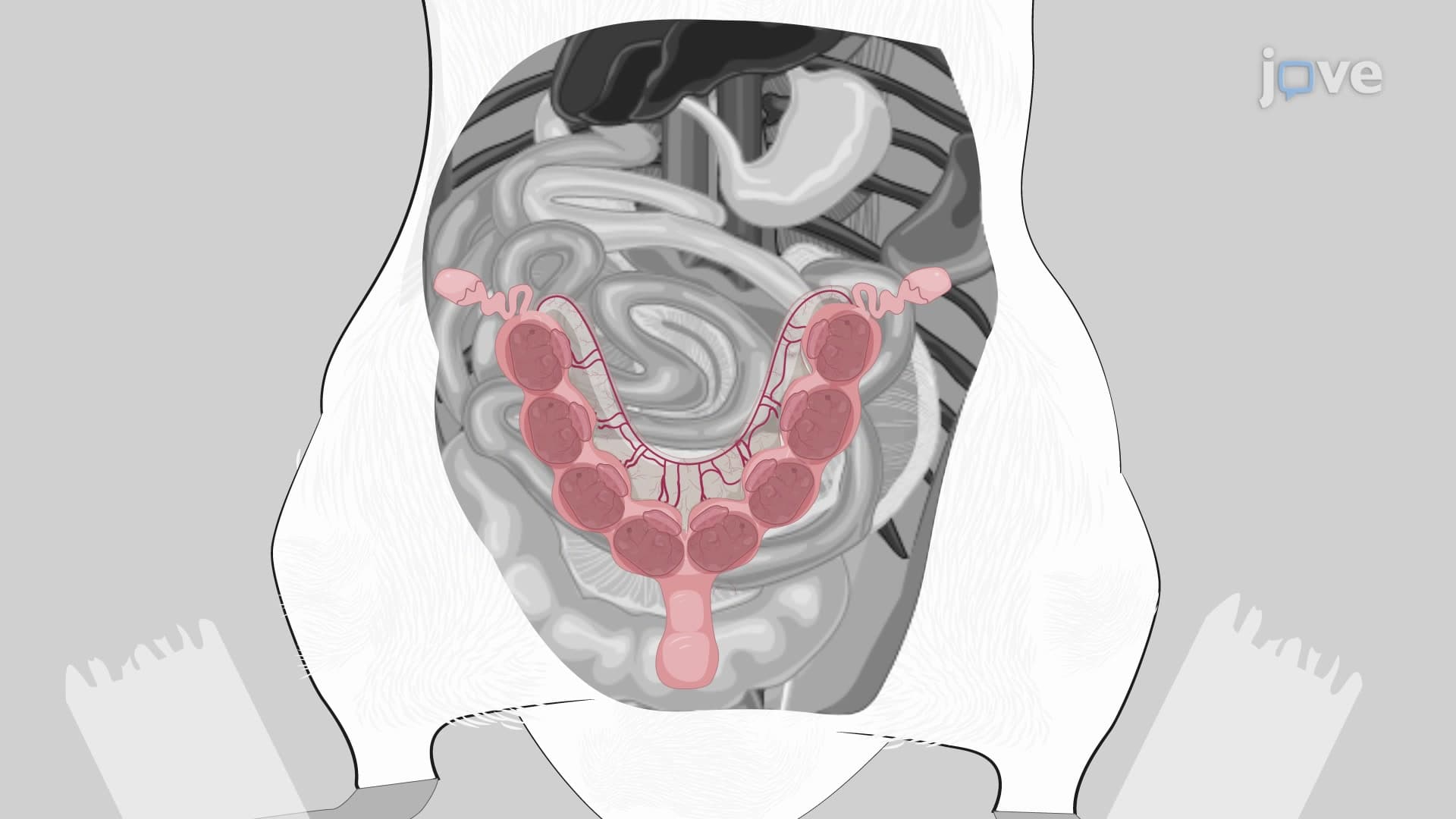 Prenatal Mouse Embryos Retrieval: A Procedure to Harvest Embryos from Pregnant Mouse