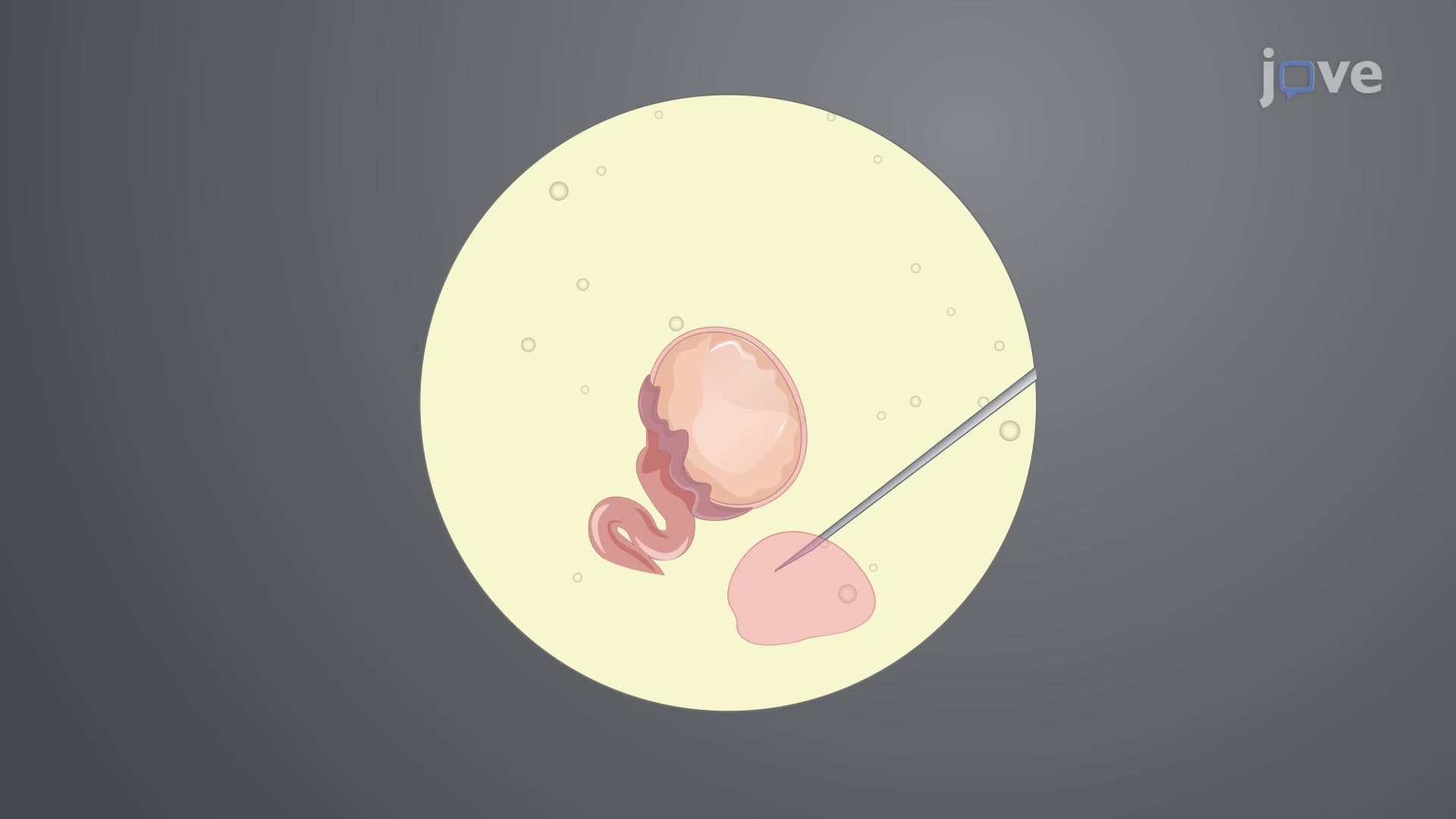 Neonatal Mouse Ovary Isolation: A Surgical Procedure to Harvest Pair of Ovaries from Neonatal Mouse Model