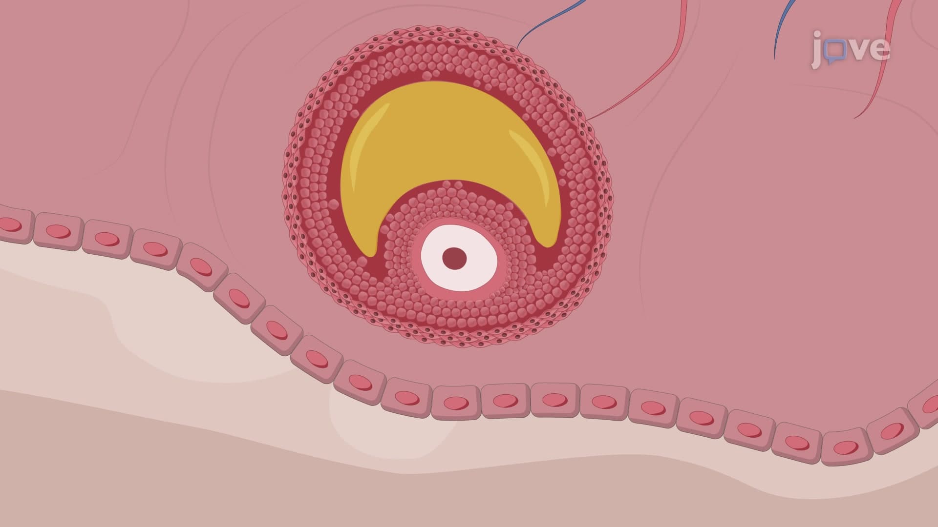 Mouse Antral Oocyte Isolation: A Method to Isolate Antral Oocytes from Freshly Harvested Mouse Ovaries
