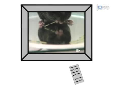 The Vermicelli and Capellini Handling Tests: Simple quantitative measures of dexterous forepaw function in rats and mice