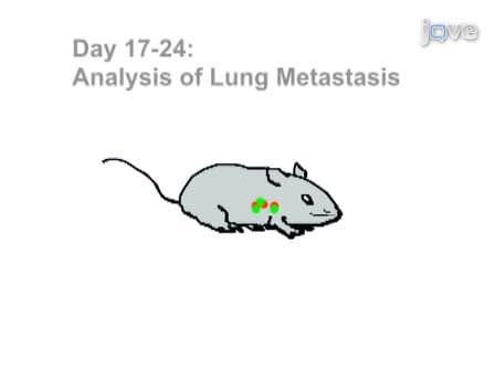 Experimental Metastasis and CTL Adoptive Transfer Immunotherapy Mouse Model
