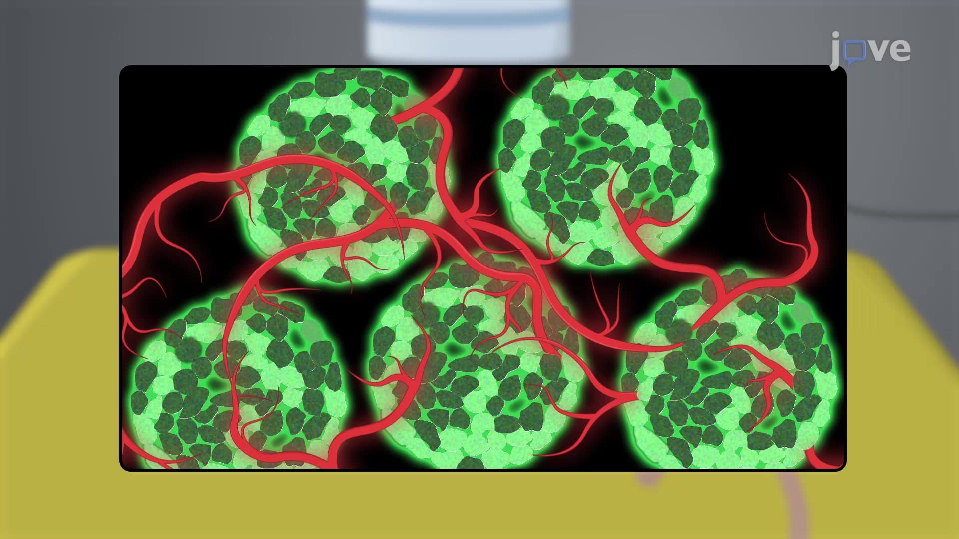 Pancreatic Intravital Imaging Window Installation in Mouse Model: An Integrated Pancreatic Imaging Window for Time-lapse In Vivo Imaging of Murine Pancreas Microstructure