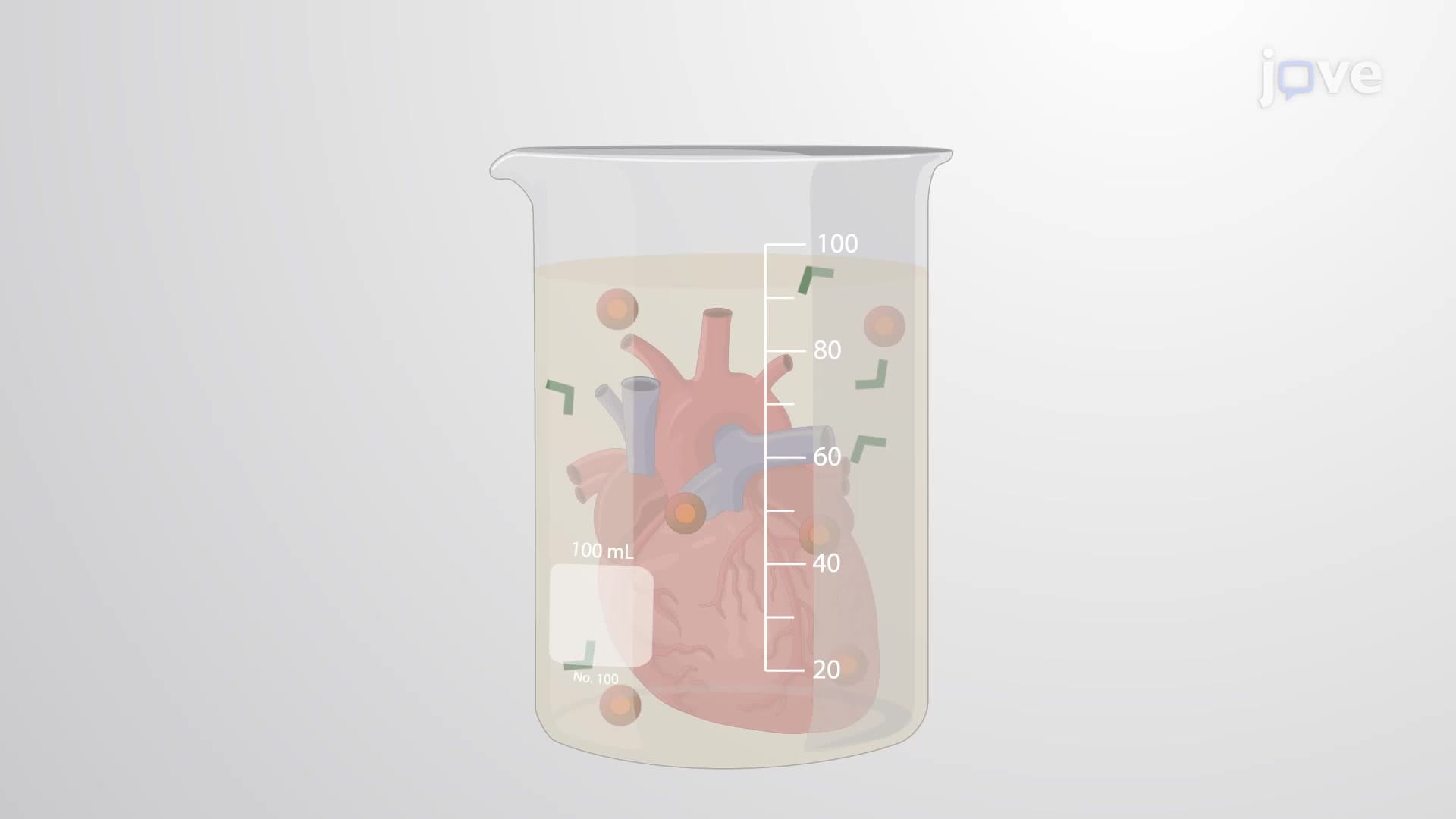 Antegrade Perfusion Model: An Ex Vivo Technique to Perfuse Isolated Mouse Heart