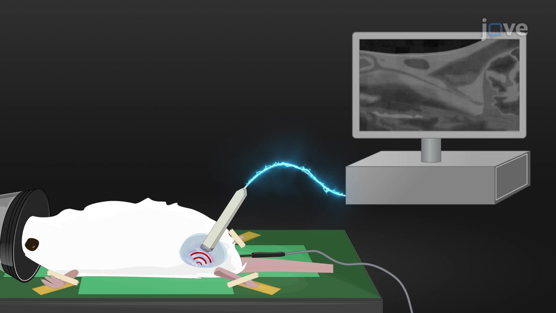 Mouse Inguinal Lymph Node Volume Analysis: An Ultra-high-frequency Ultrasound Imaging Technique to Determine the Volume of Inguinal Lymph Node in Mouse Model