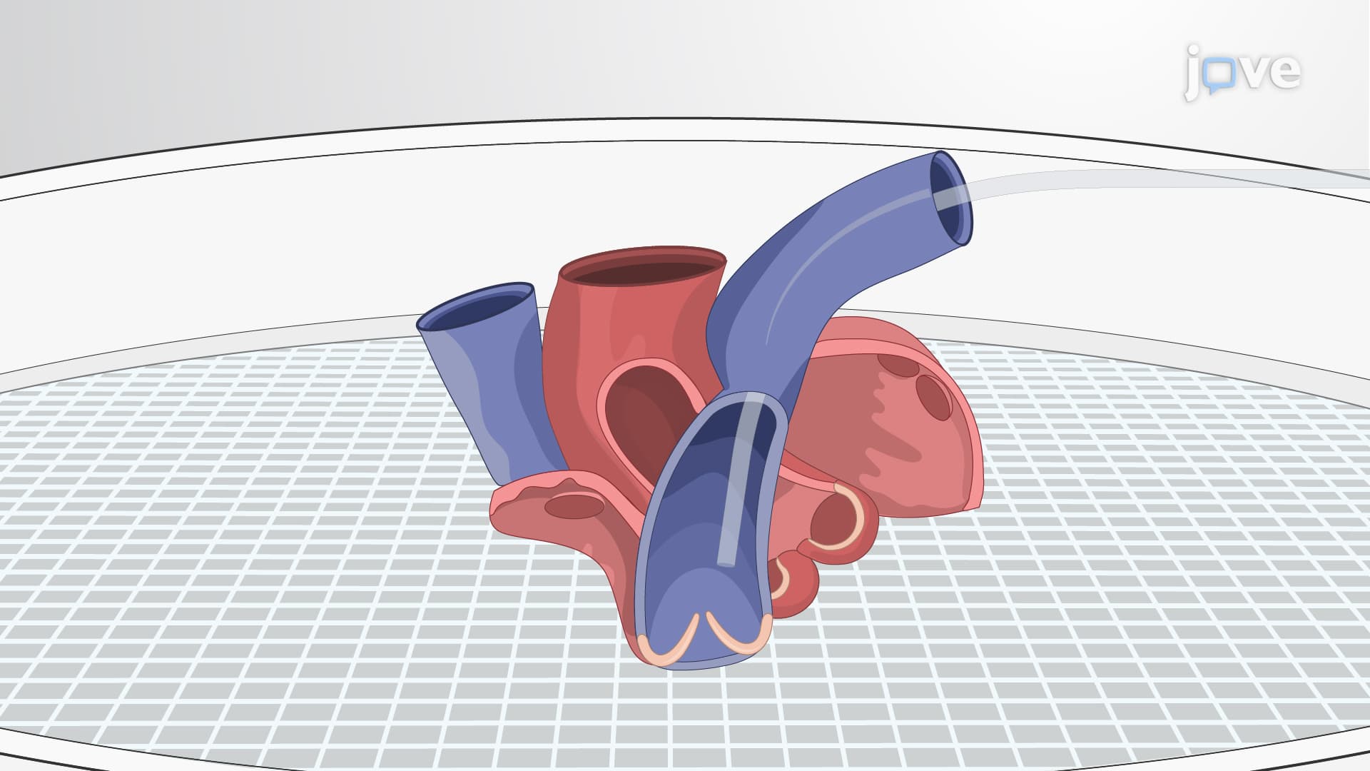 Pressure Fixation of Isolated Murine Pulmonary Valve: A Procedure to Isolate and Chemically Fix the Mouse Pulmonary Valve in Closed Conformation